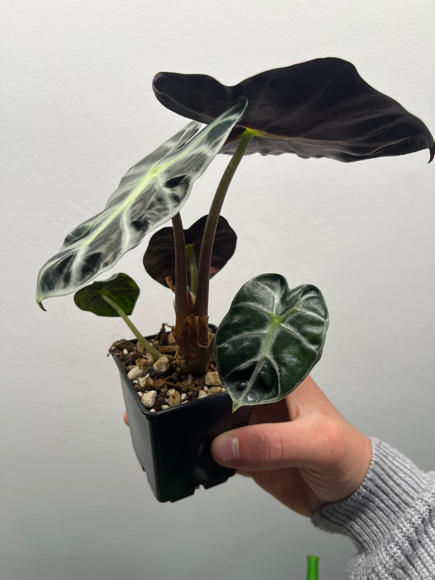Alocasia Balloon heart variegated #4