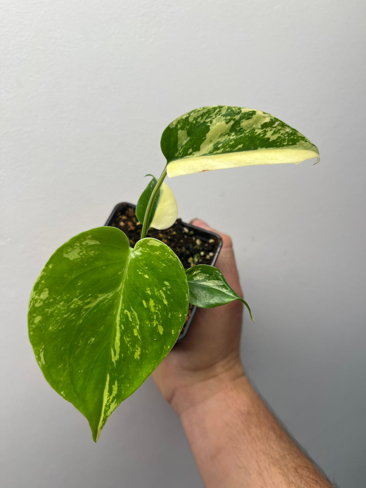 Monstera Deliciosa Lemon Pom Pom - Rare Variegated Monstera