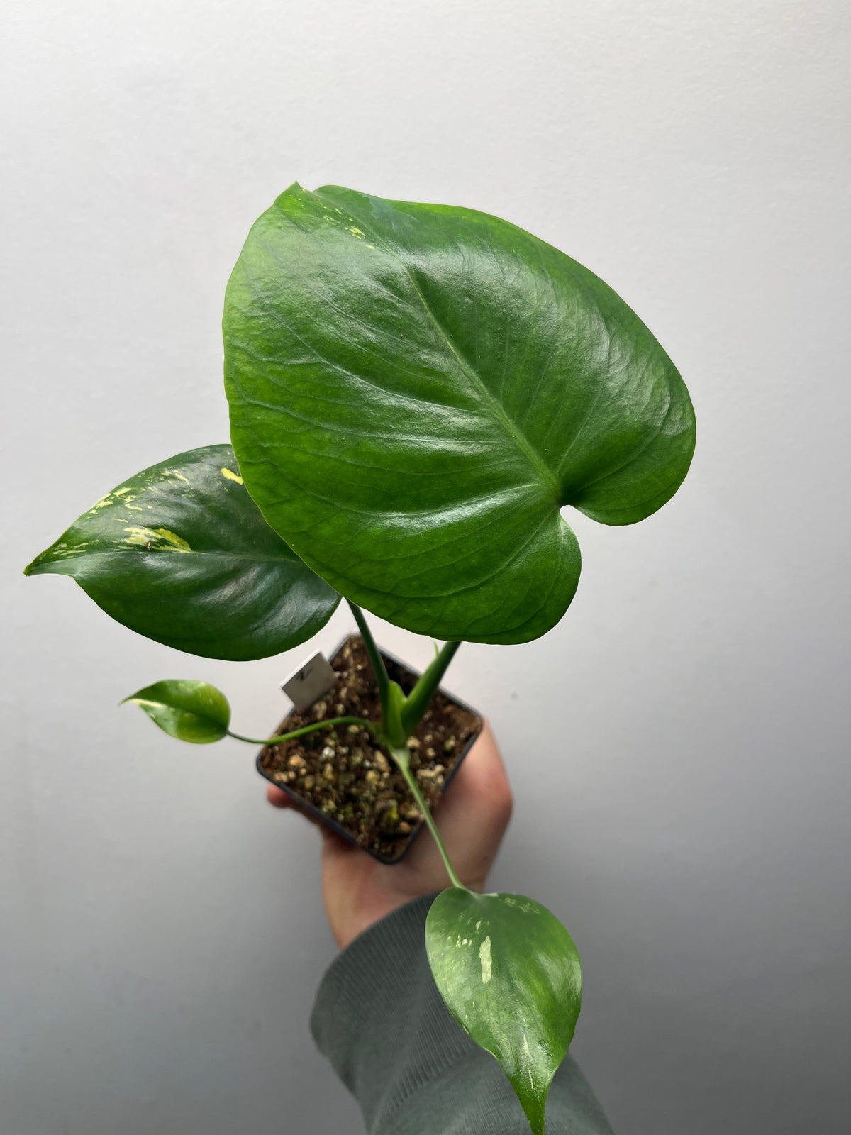 Monstera Deliciosa Lemon Pom Pom - Rare Variegated Monstera