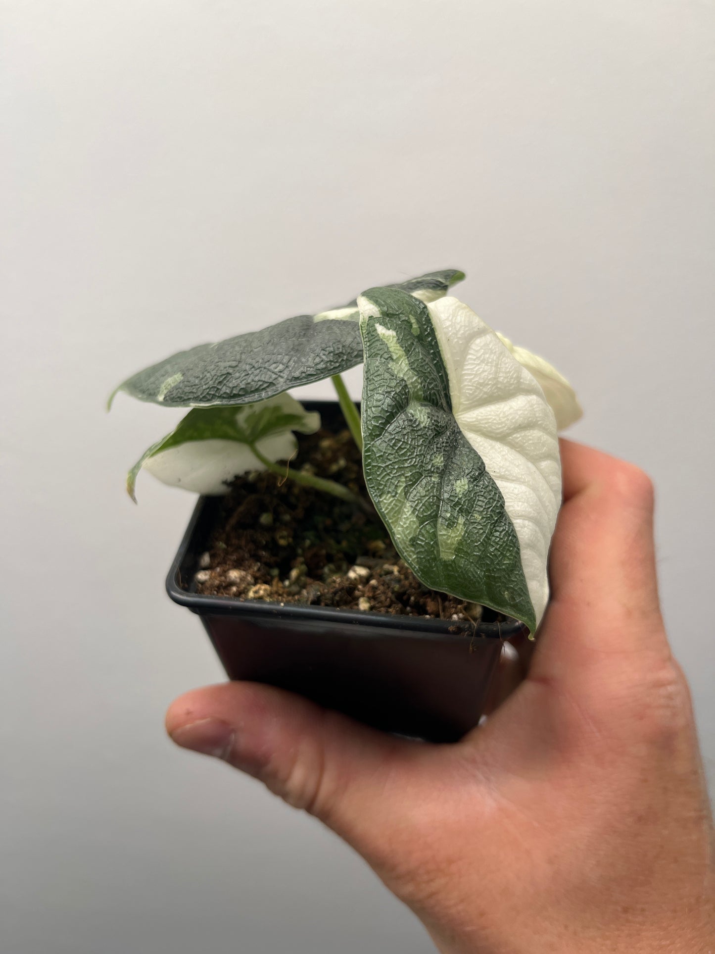 Alocasia Melo albo variegated #3