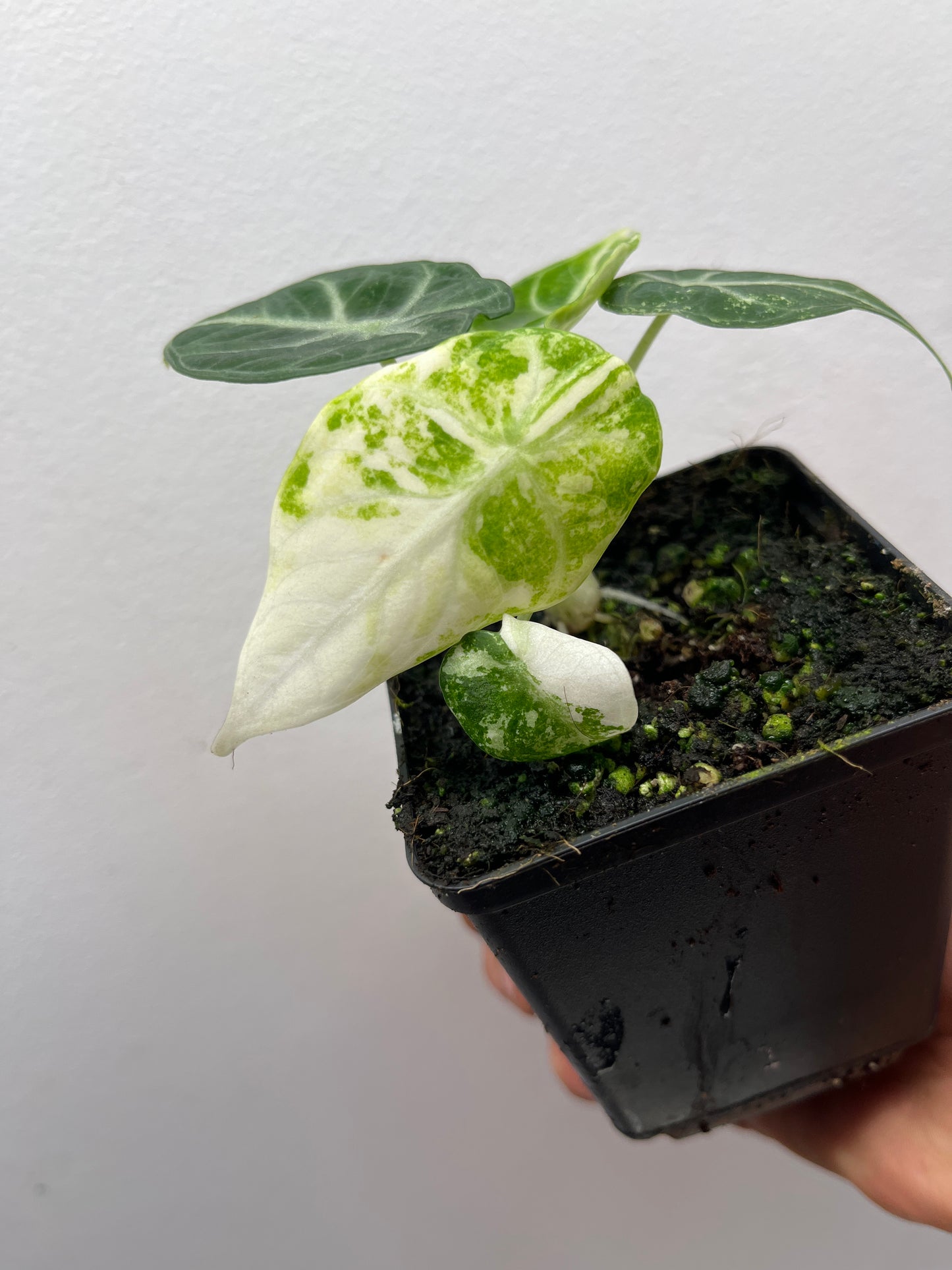 Alocasia Ninja Albo variegated #2
