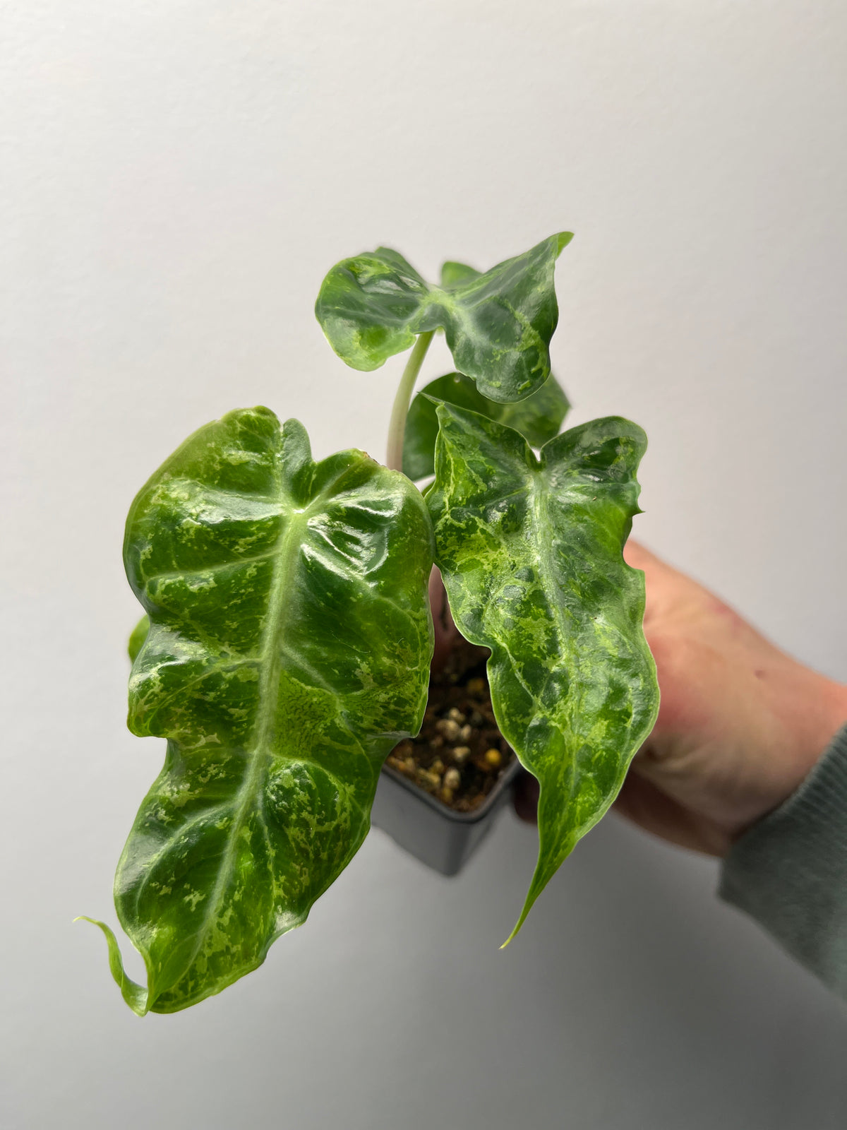 Alocasia Pink Dragon Albo Mutation Variegated - Rare Mutation Plant