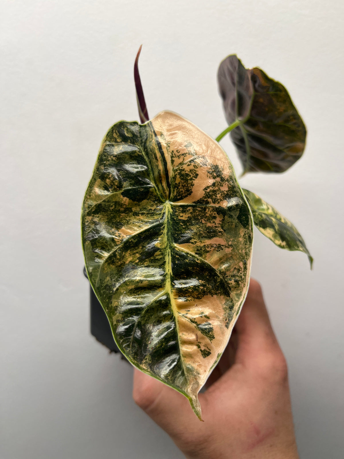 Alocasia Azlanii Aurea Variegated - Rare Aroid #2