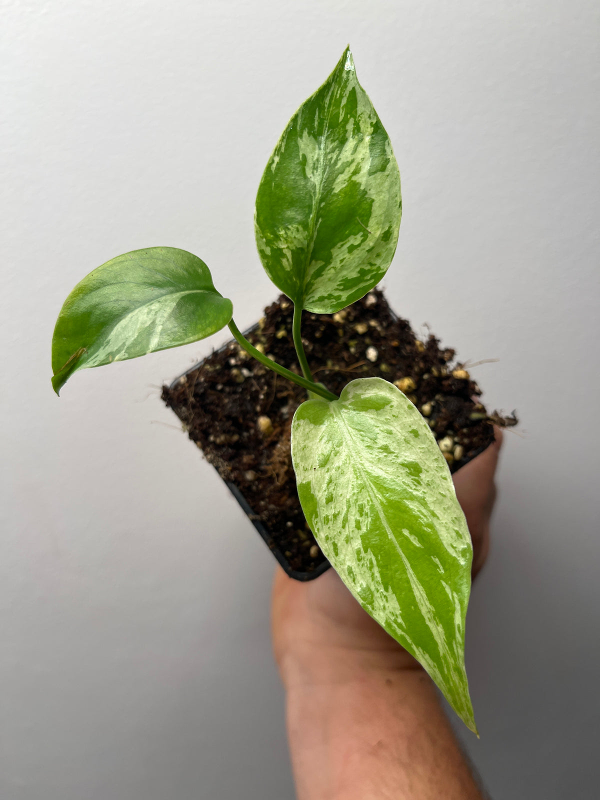 Monstera Deliciosa Bulbasaur - Rare Variegated Monstera