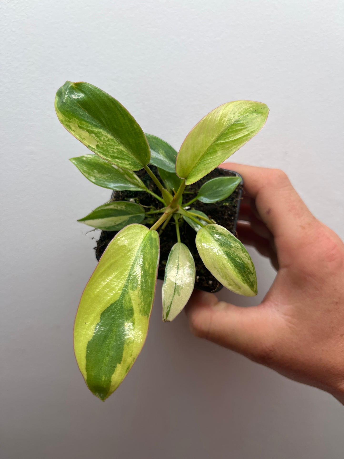 Philodendron Atabapoense Pink Variegated #1