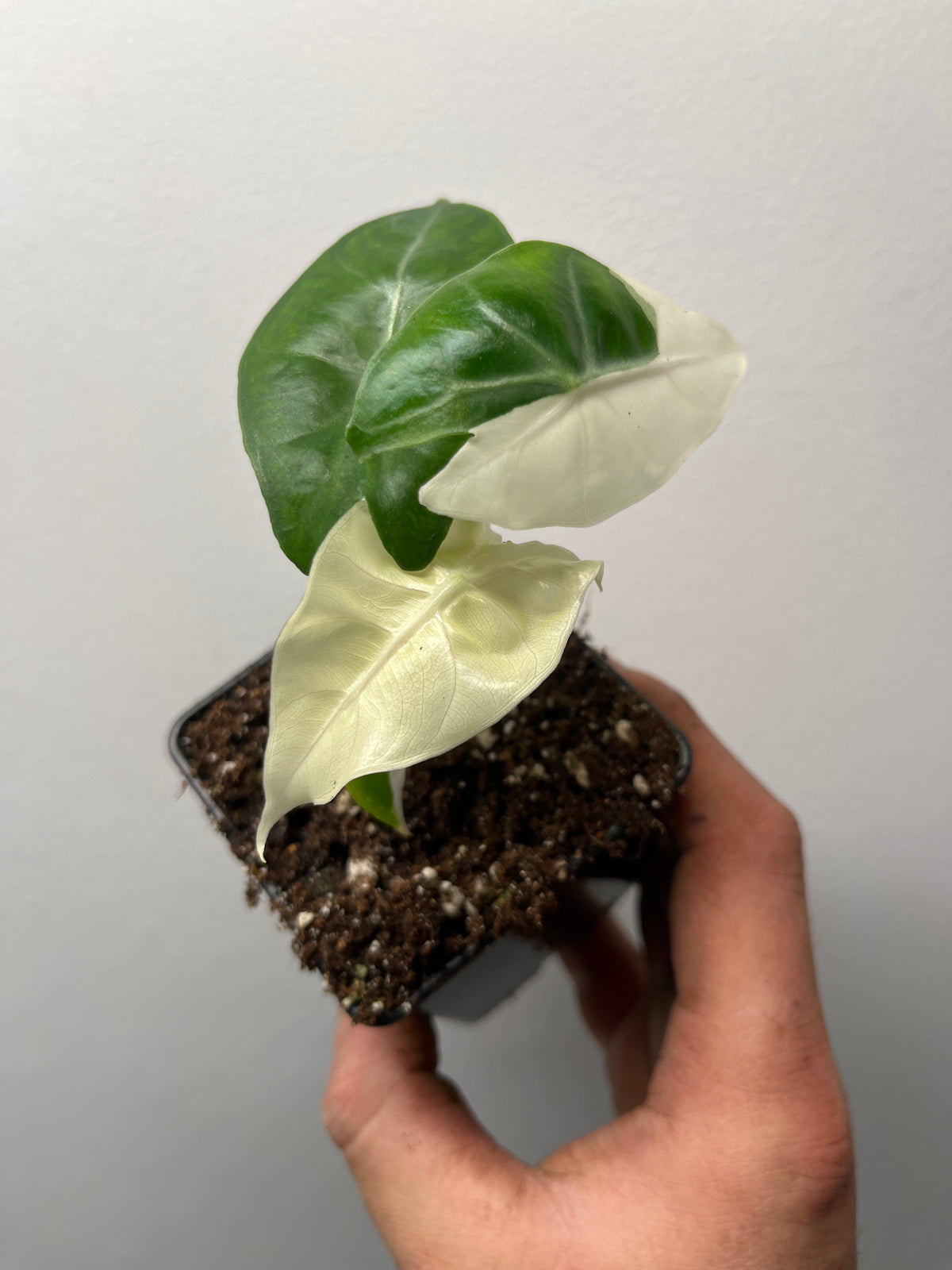 Alocasia Pink Dragon Albo Variegated - Rare Variegated Houseplant