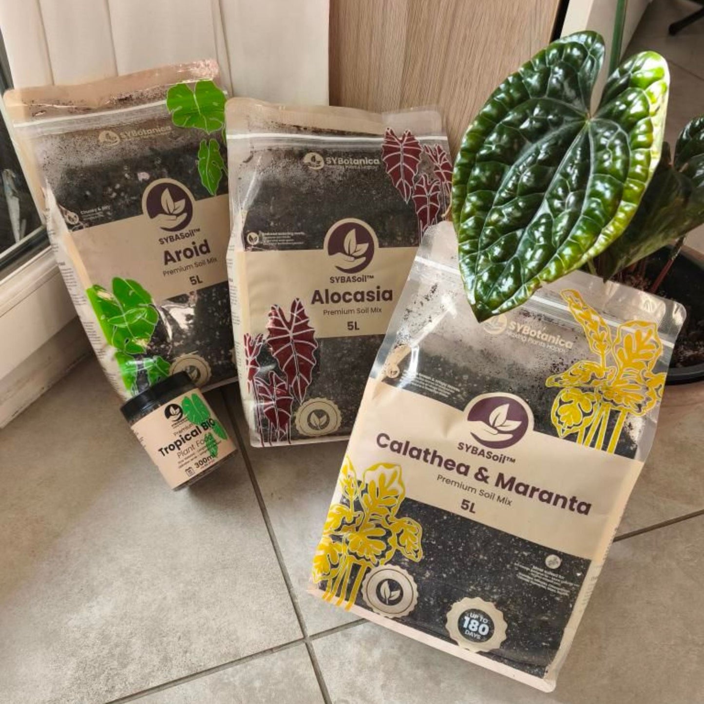 Sybotanica Alocasia Mix