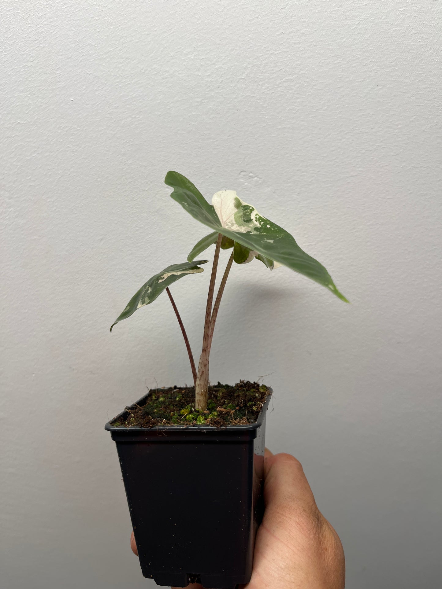 Alocasia pseudo Sanderiana pink variegated #4