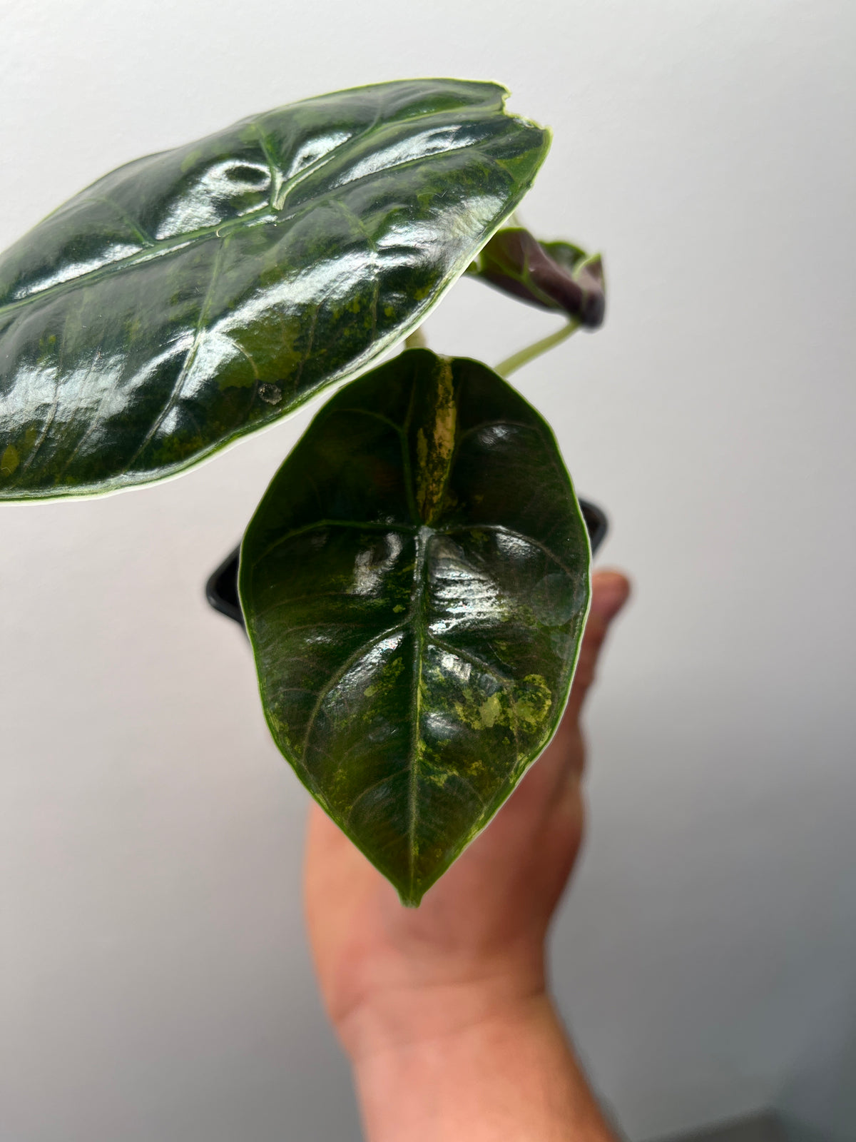 Alocasia Azlanii Aurea Variegated - Rare Aroid #3