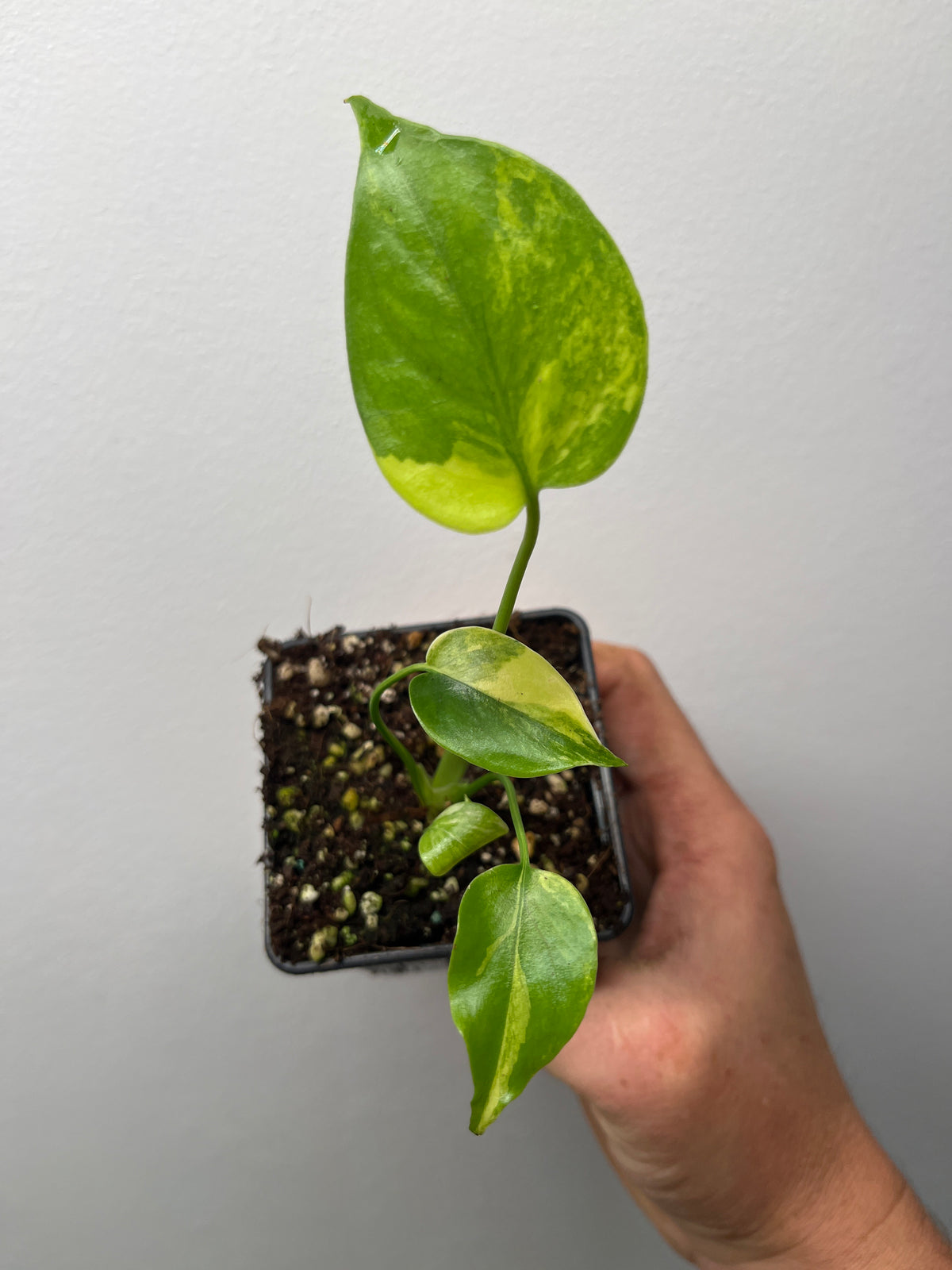 Monstera Deliciosa Yellow Marilyn - Rare Variegated Monstera