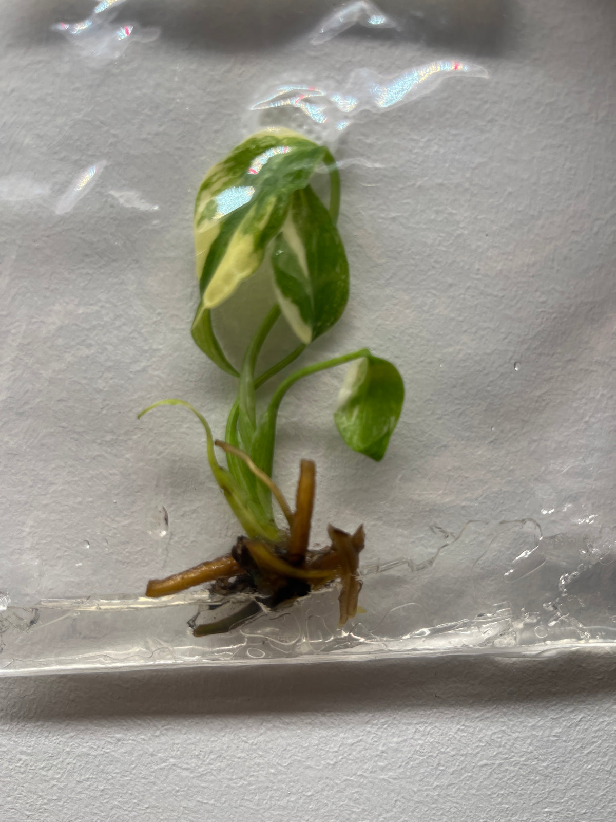 Monstera Deliciosa Star Lord - Rare Variegated TC Plant