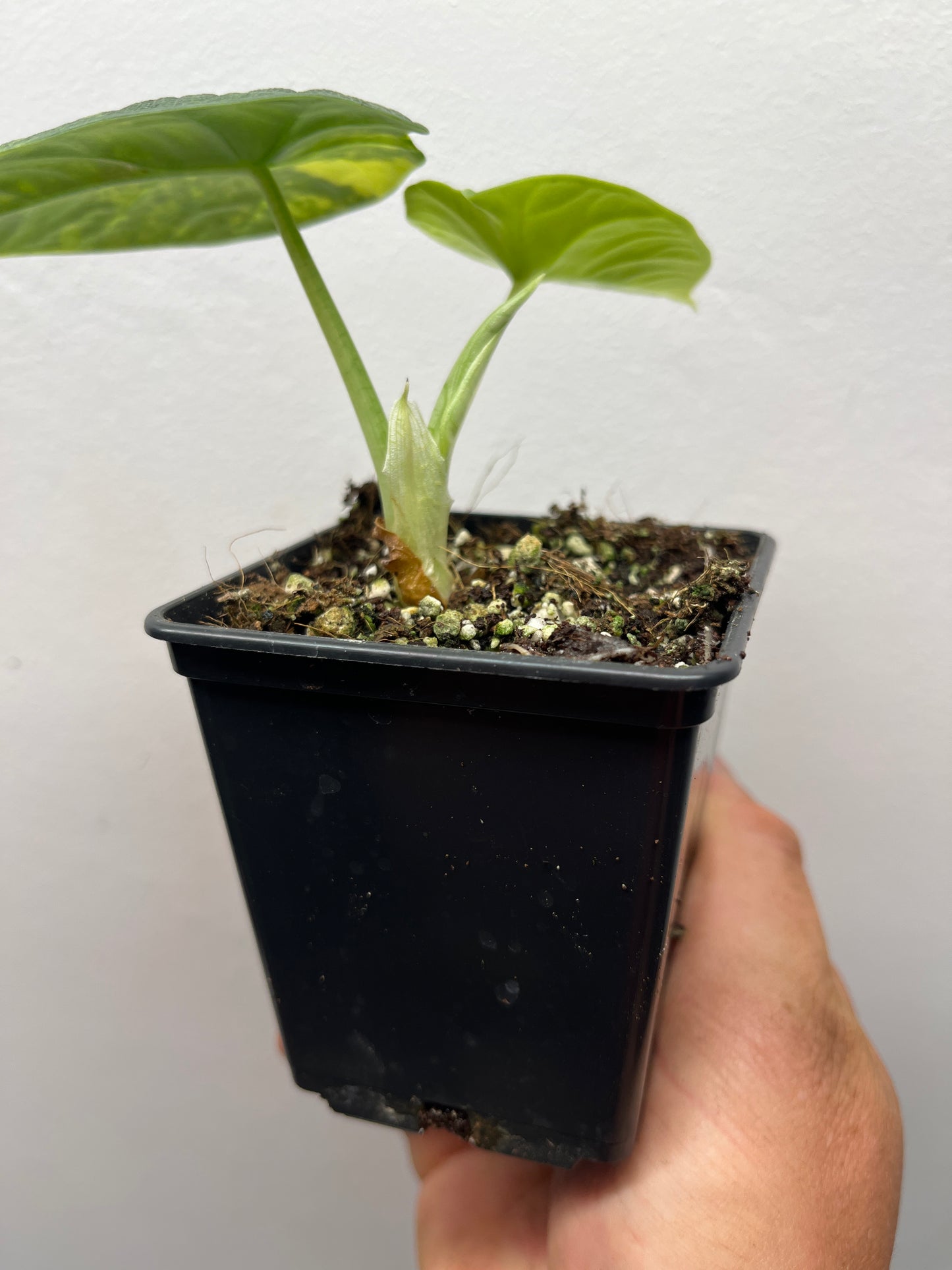 Alocasia Melo aurea variegated #1