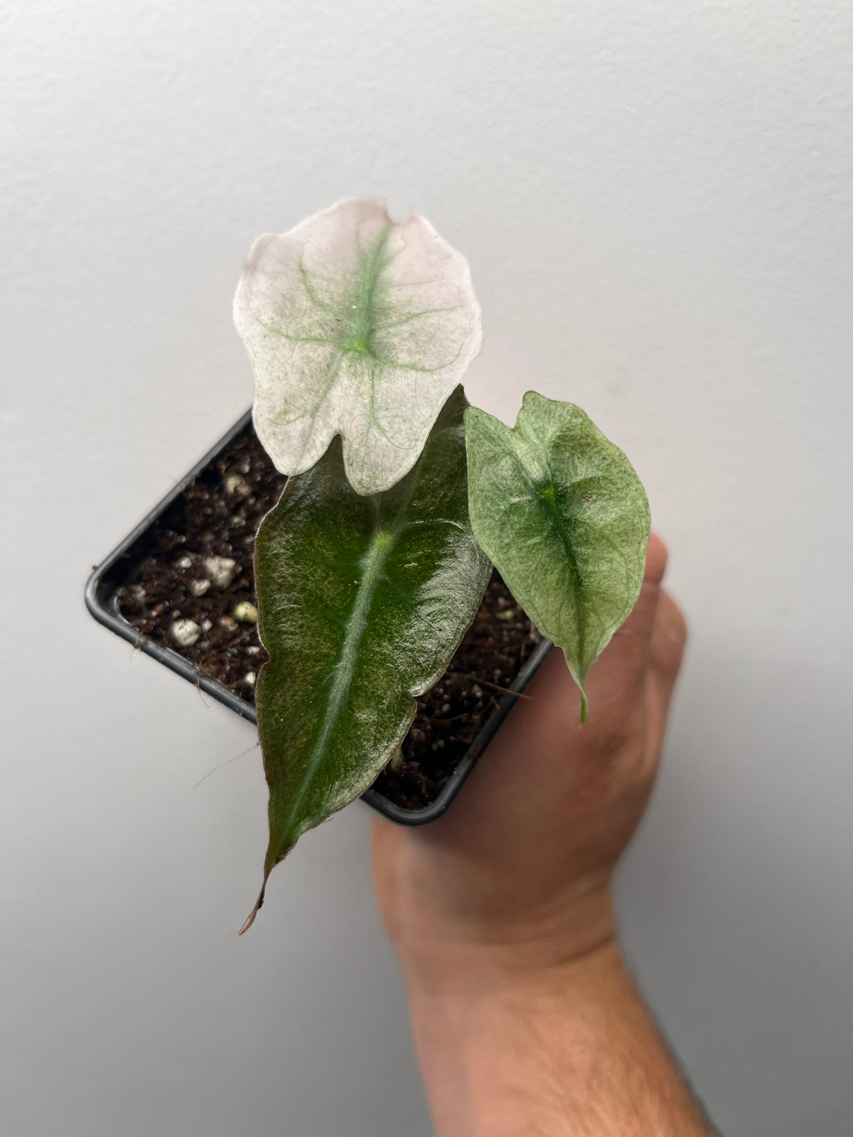 Alocasia Venom Pink/Albo Variegated - Rare Aroid #2