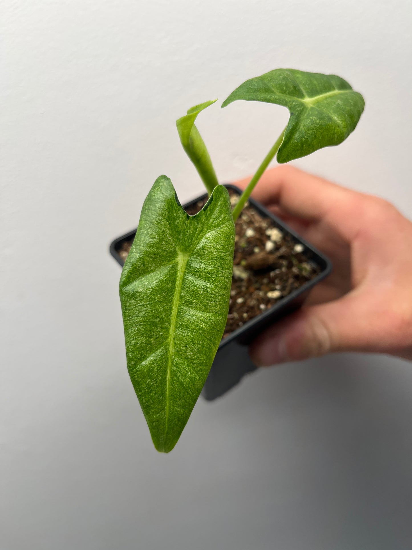 Alocasia Frydek mint #1