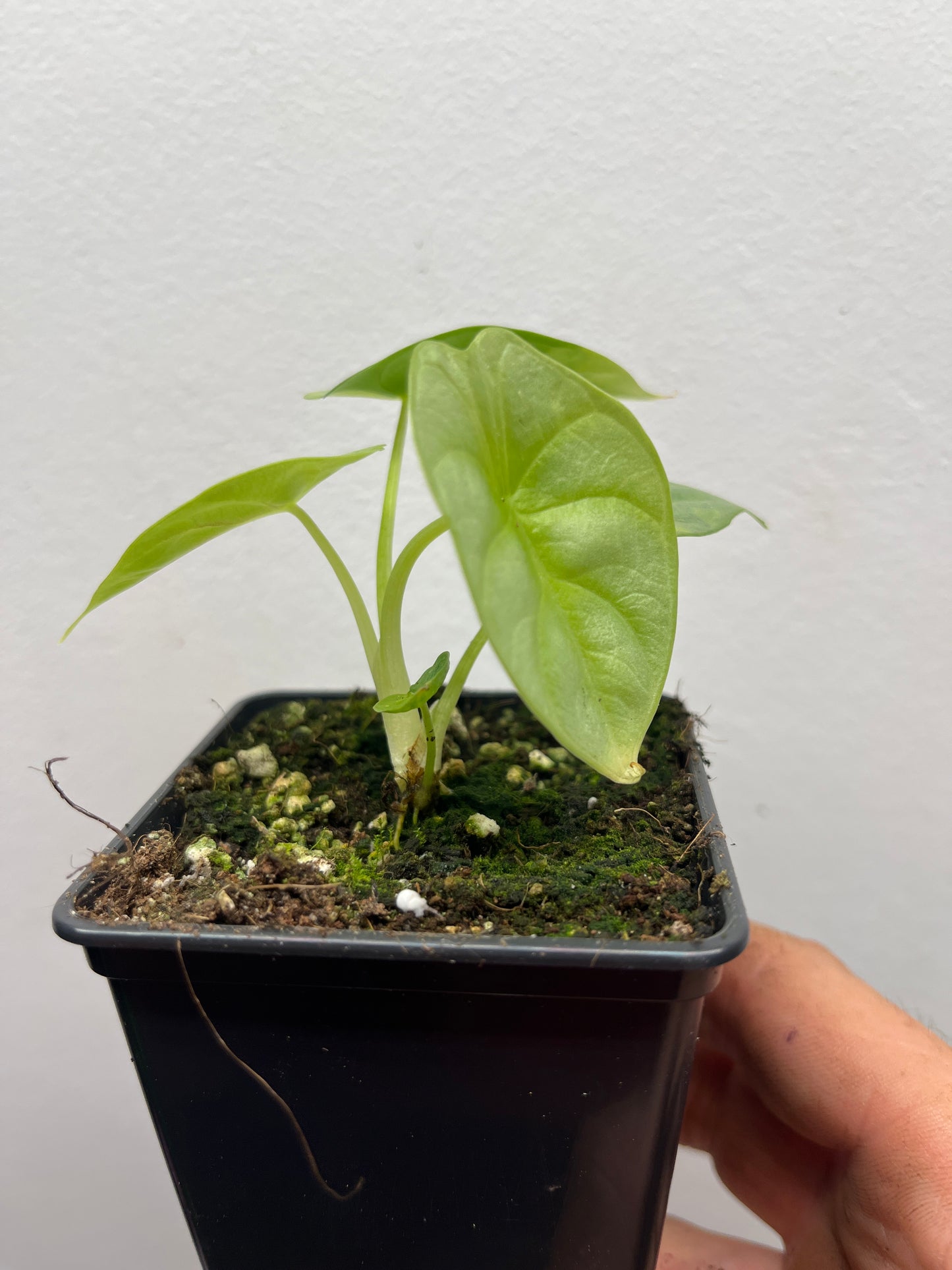 Alocasia Silver dragon aurea gog variegated #1