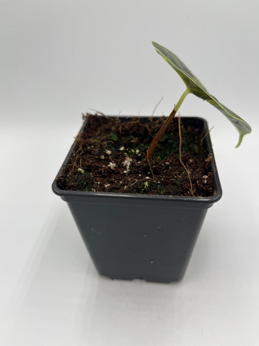 Alocasia Azlanii aurea variegated #2