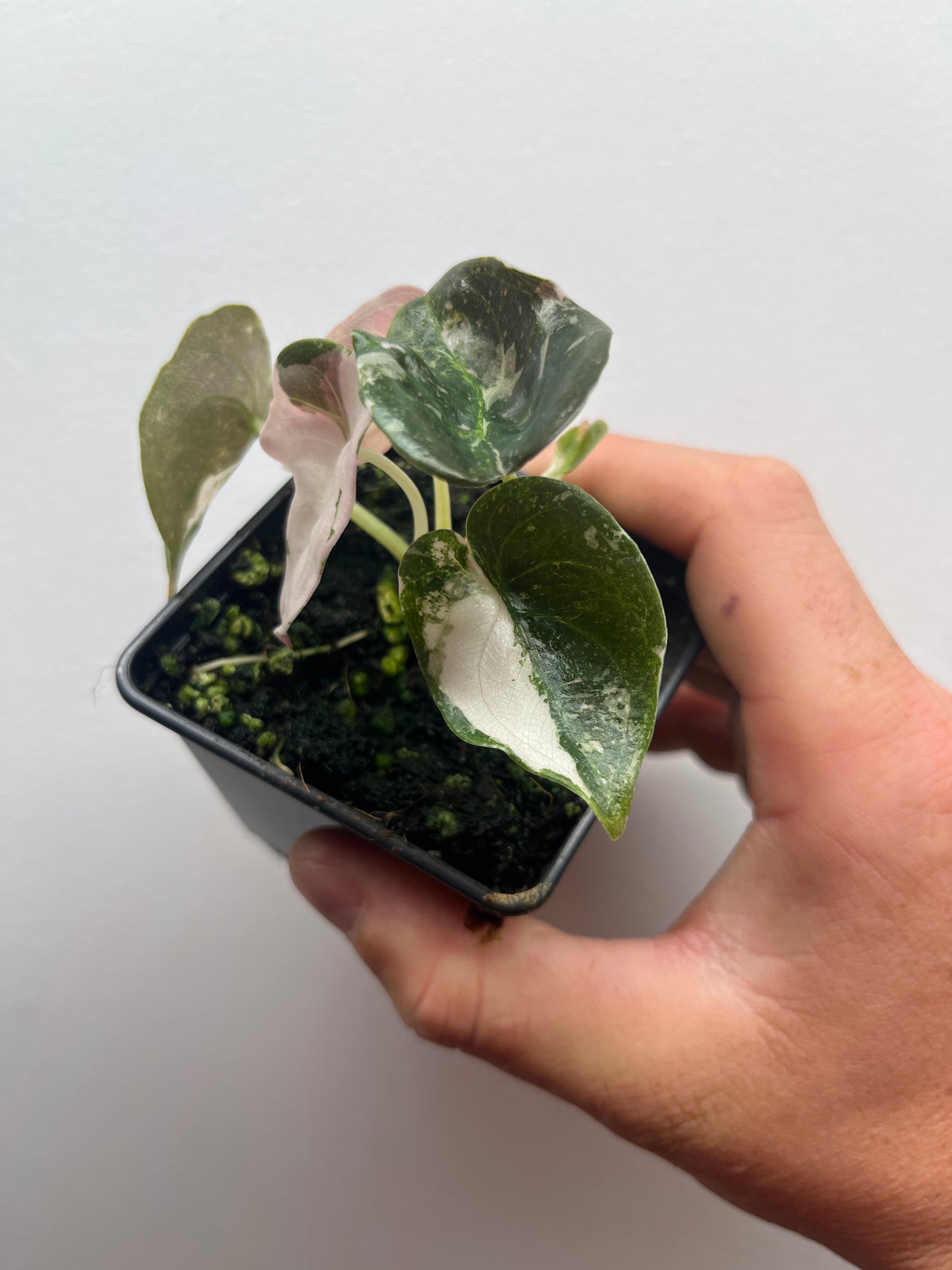 Alocasia Cuprea albo/pink variegated #1