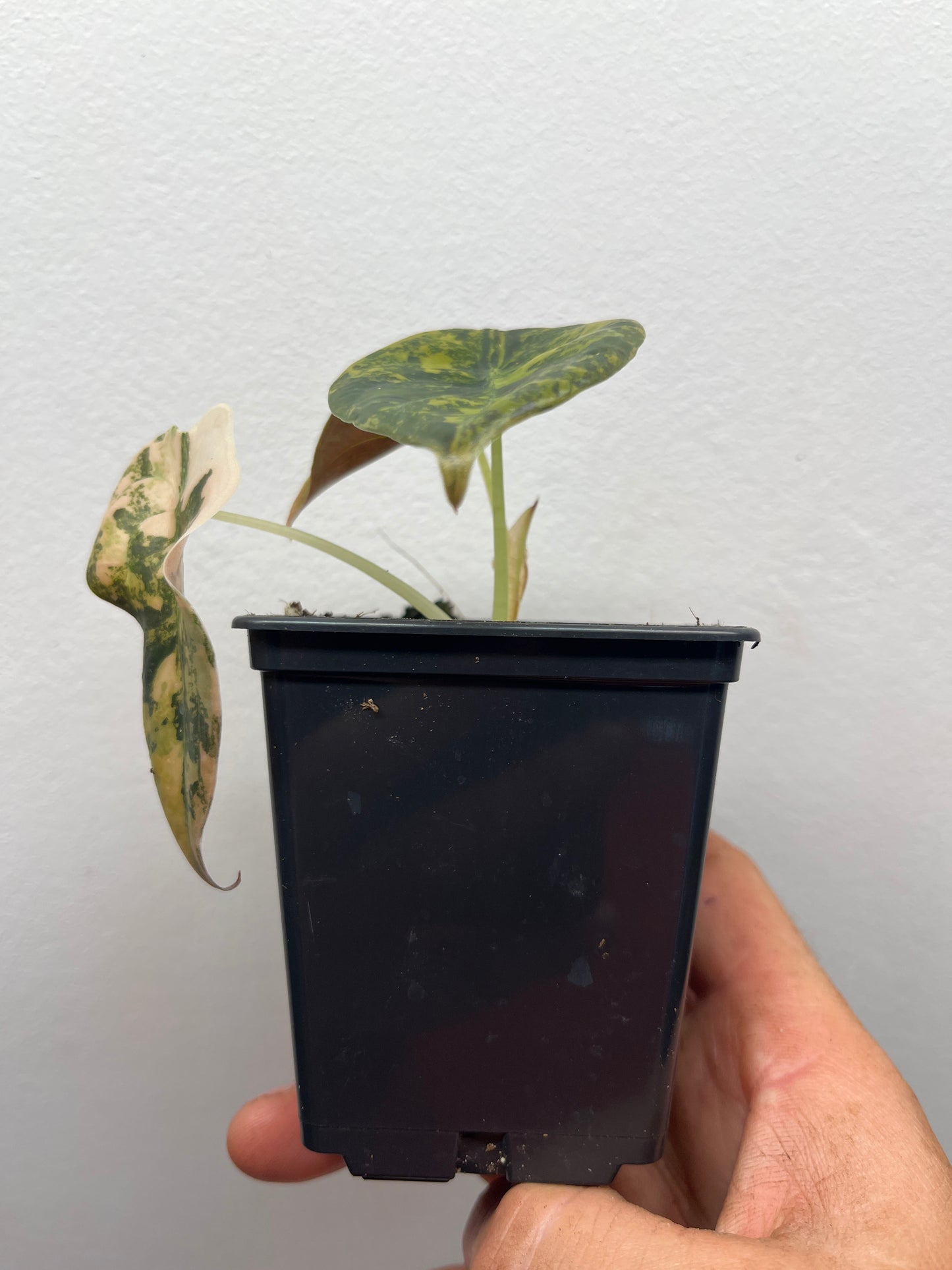 Alocasia Cuprea latte gold aurea variegated #3