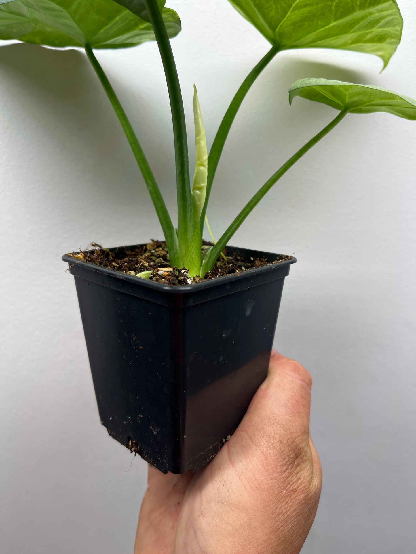 Alocasia Sinuata albo mint variegated #3