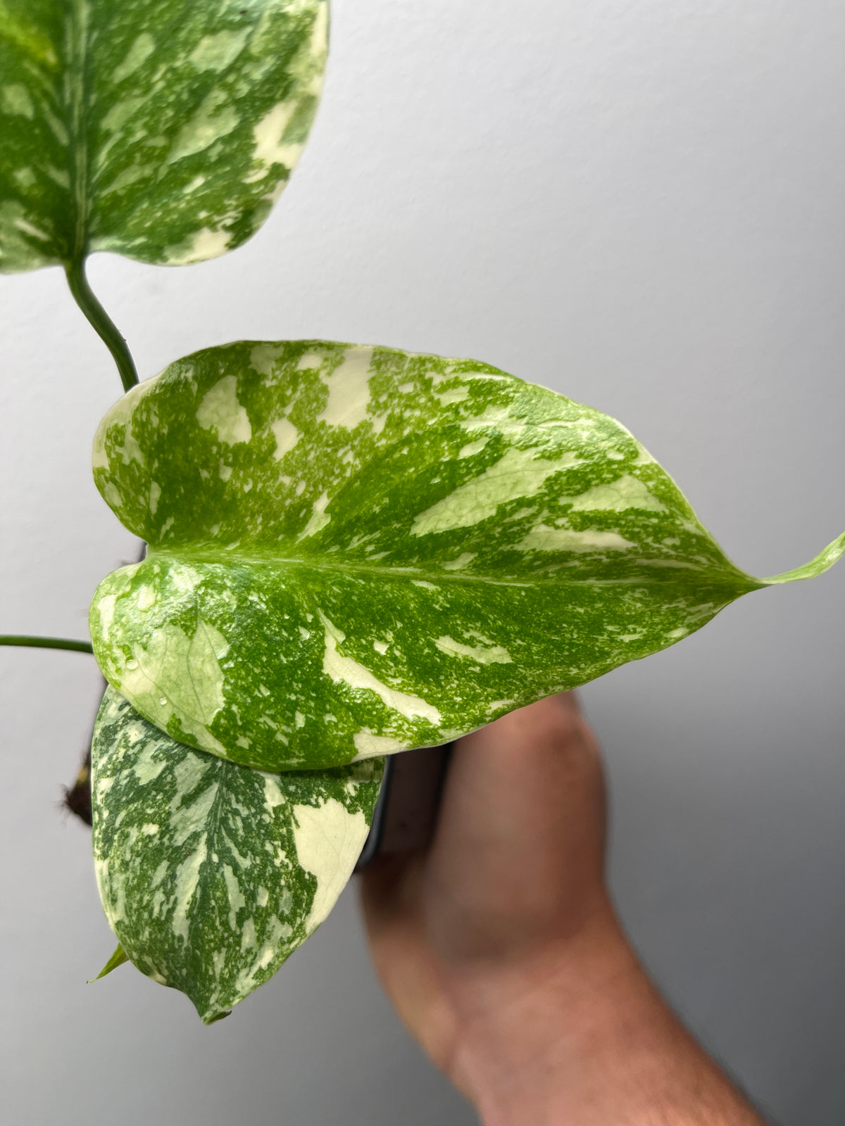 Monstera Deliciosa Starlight - Rare Variegated Monstera
