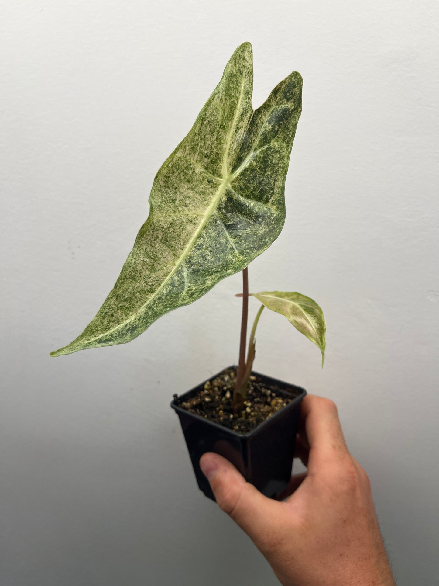 Alocasia Black Satun stardust variegated #1