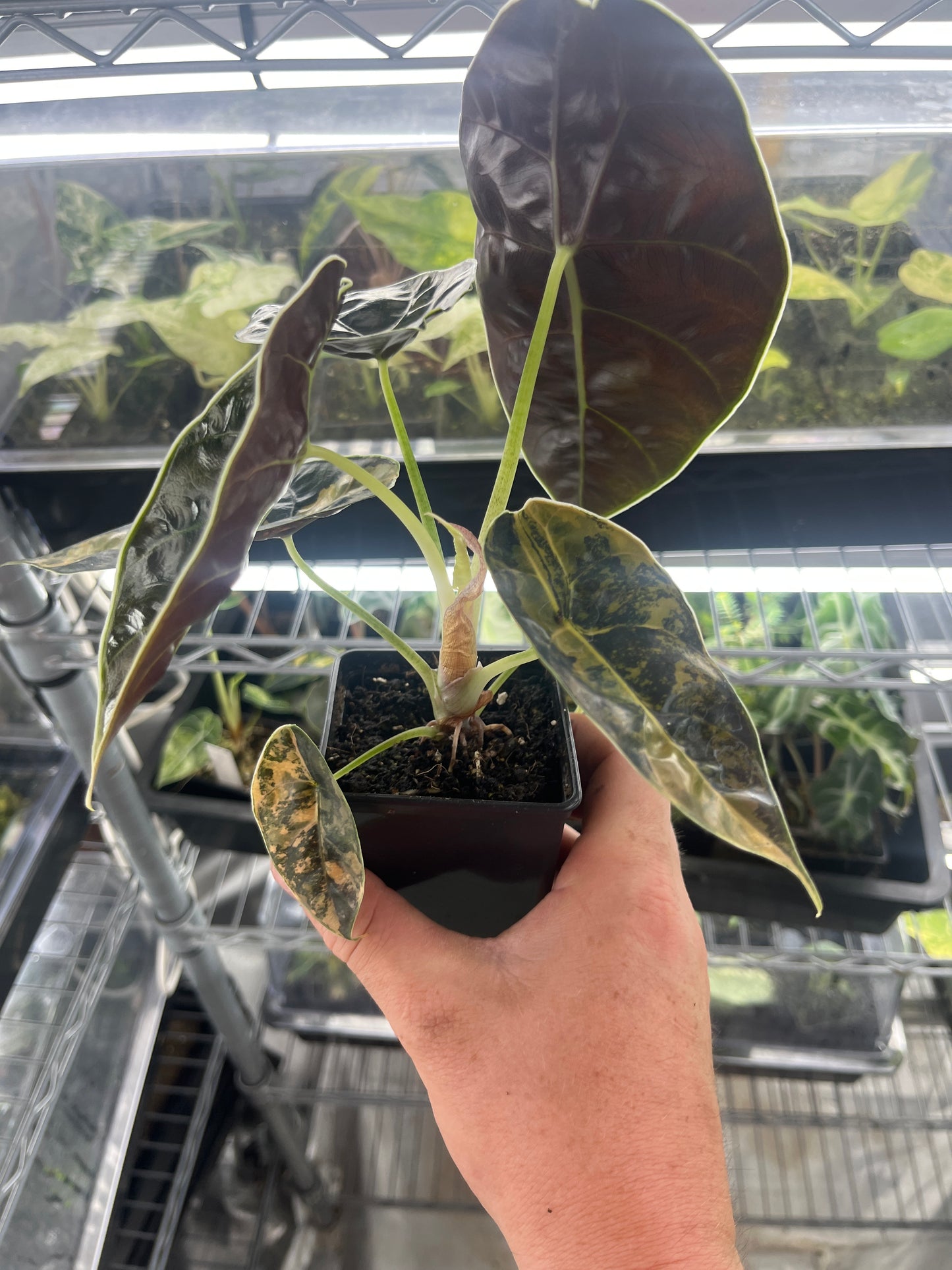 Alocasia Azlanii aurea variegated #4