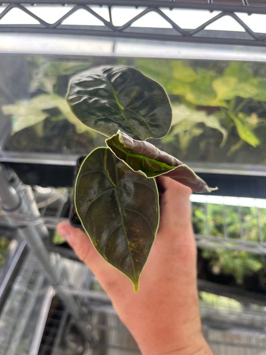 Alocasia Azlanii aurea variegated #1