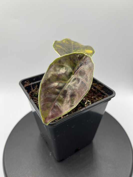 Alocasia Azlanii aurea variegated #1