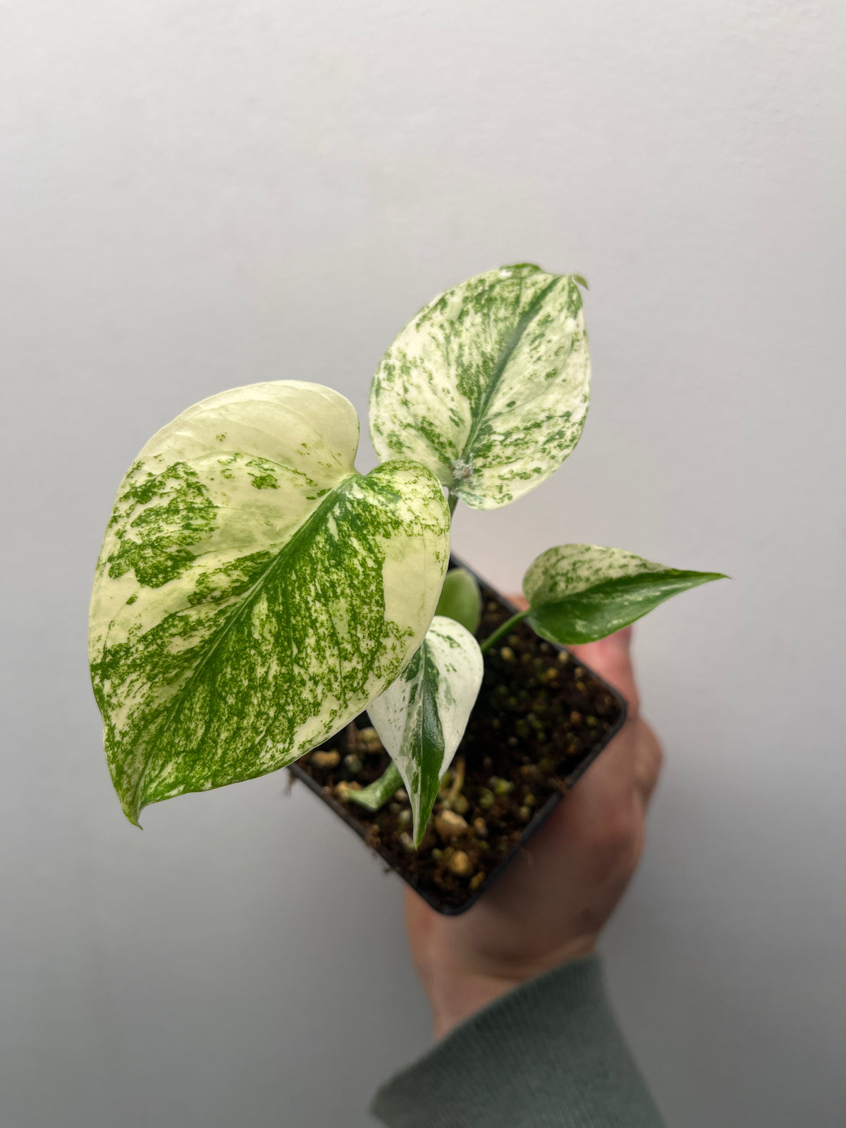 Monstera Deliciosa White Monster - Rare Variegated Monstera