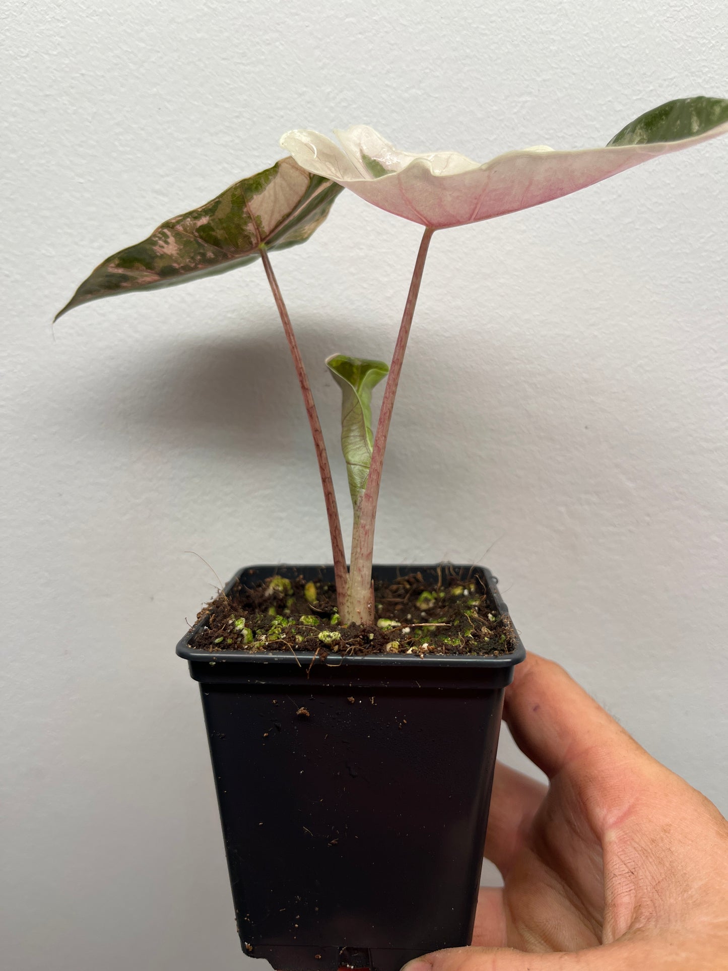 Alocasia pseudo Sanderiana pink variegated #2
