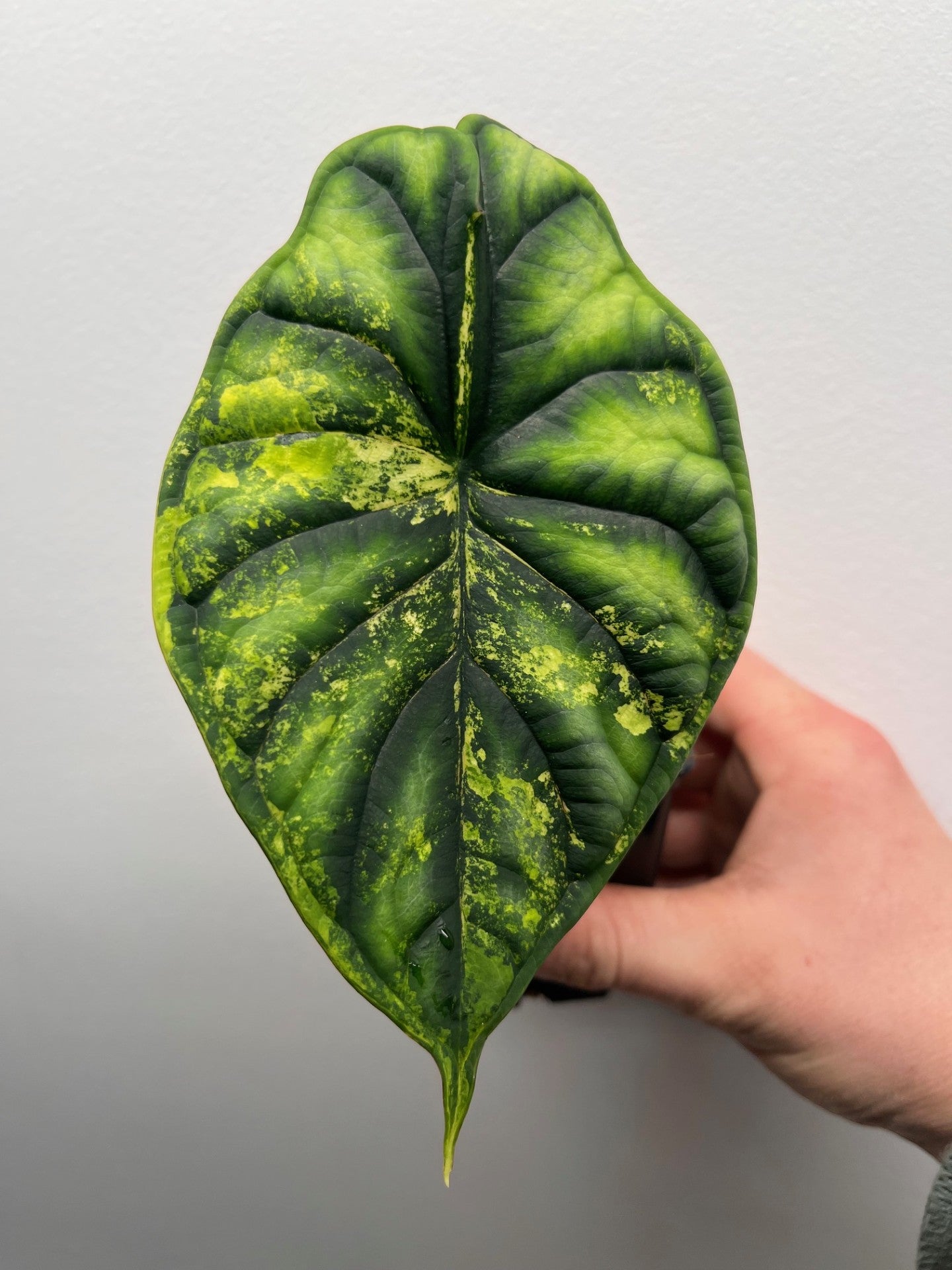 Alocasia Dragon scale aurea variegated