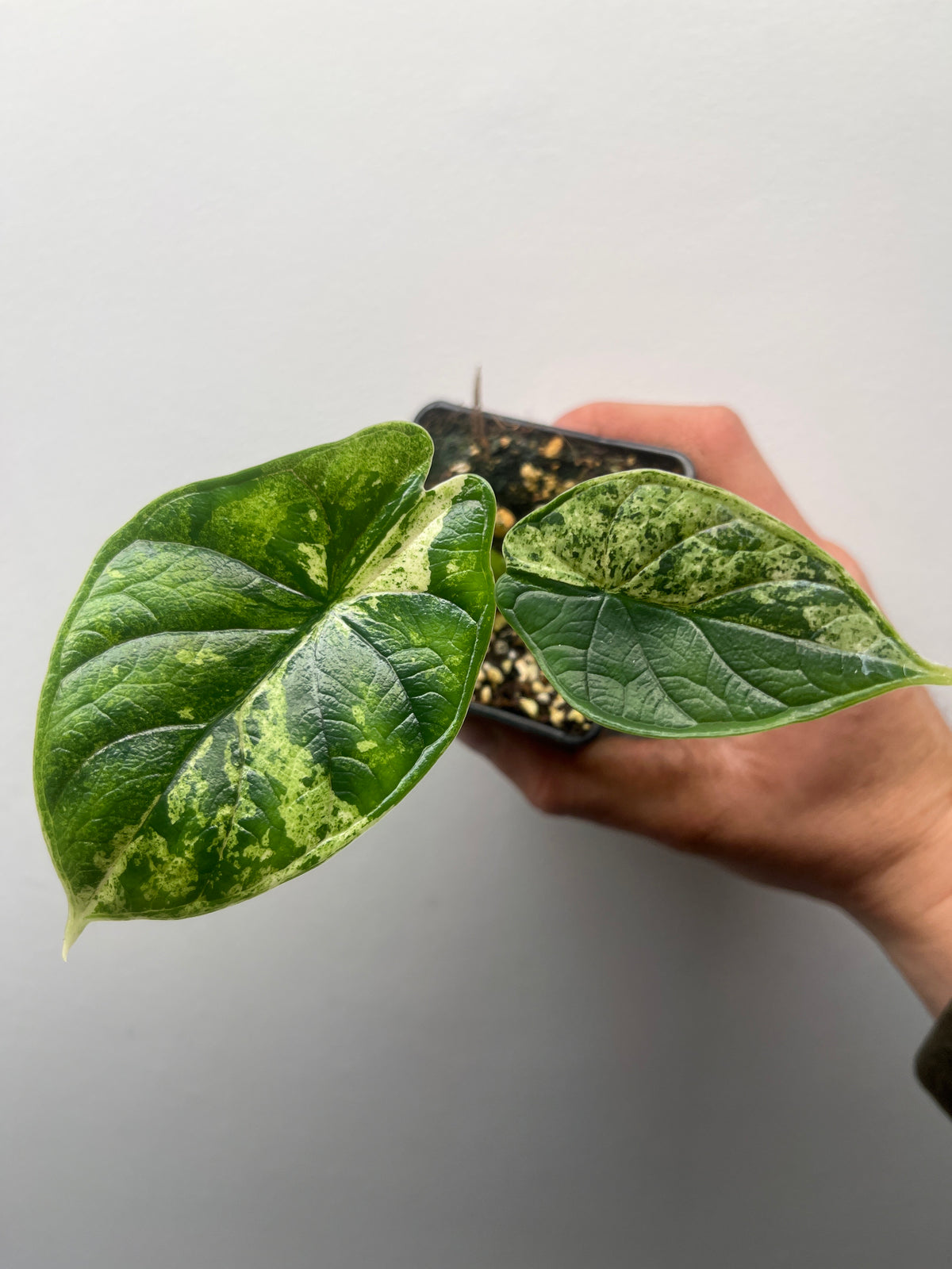 Alocasia Dragon Scale Mint Variegated - Rare Aroid