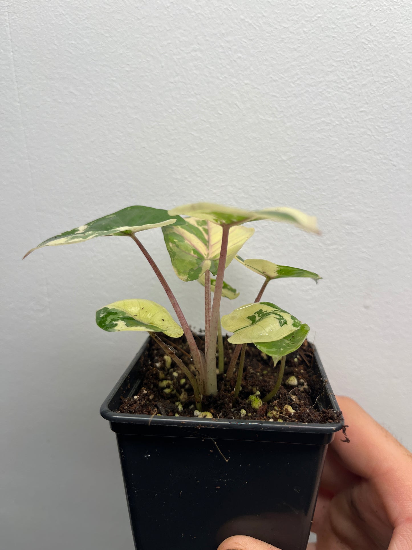 Alocasia Yucatan Princess Albo / Pink #3