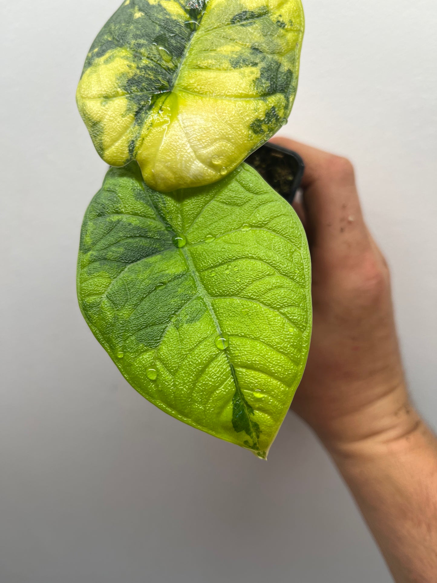 Alocasia Melo aurea variegated #2