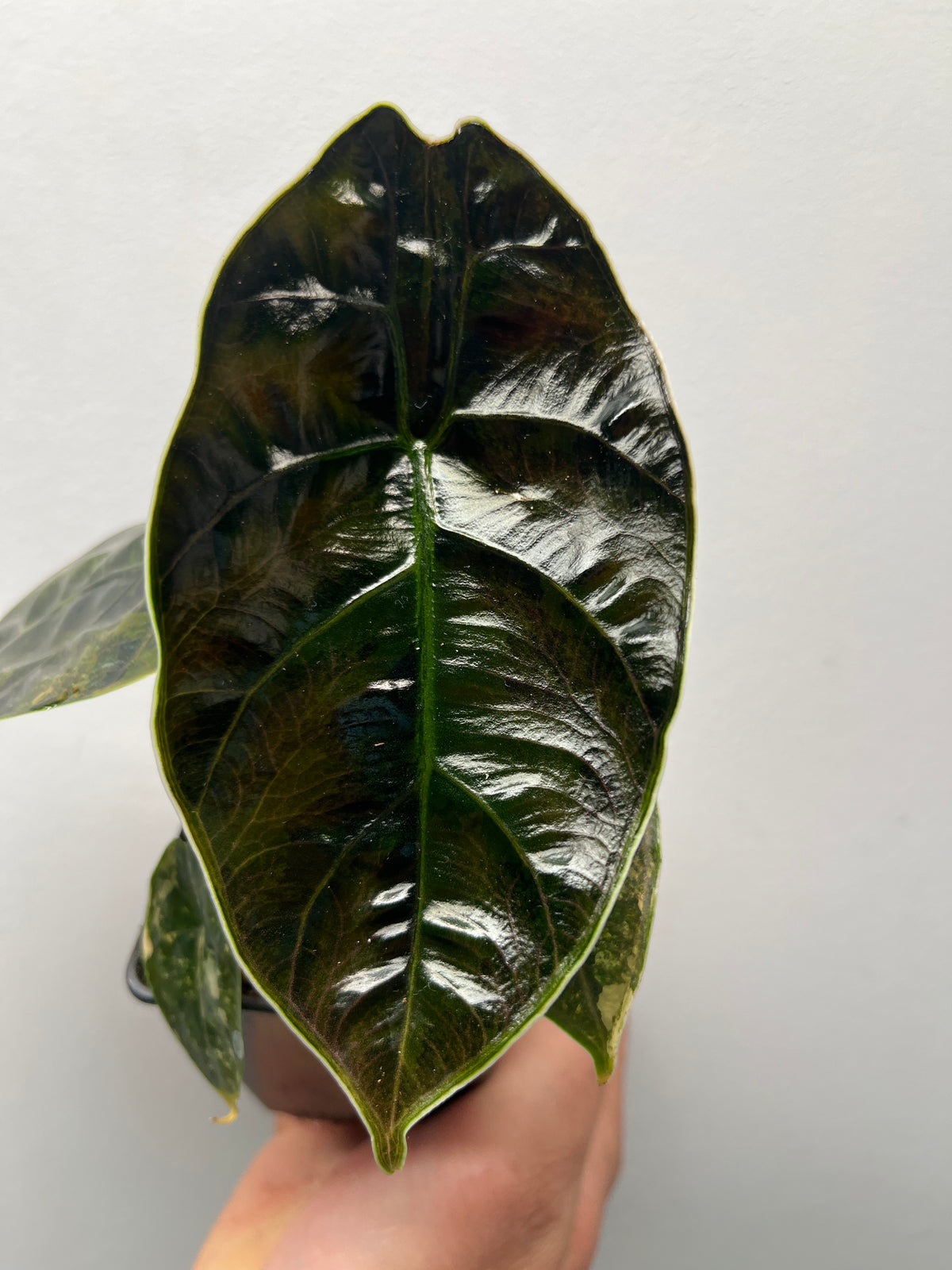 Alocasia Azlanii Aurea Variegated - Rare Aroid #3