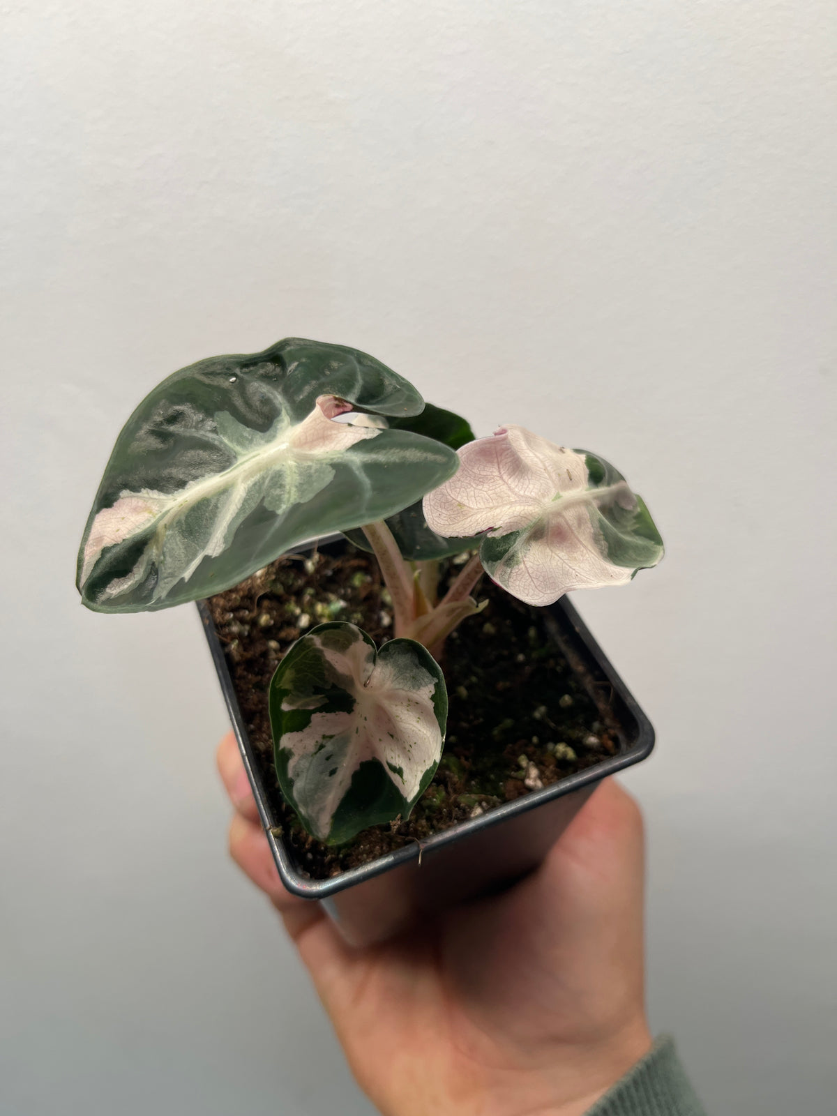 Alocasia Heart Balloon Pink Variegated - Rare Aroid