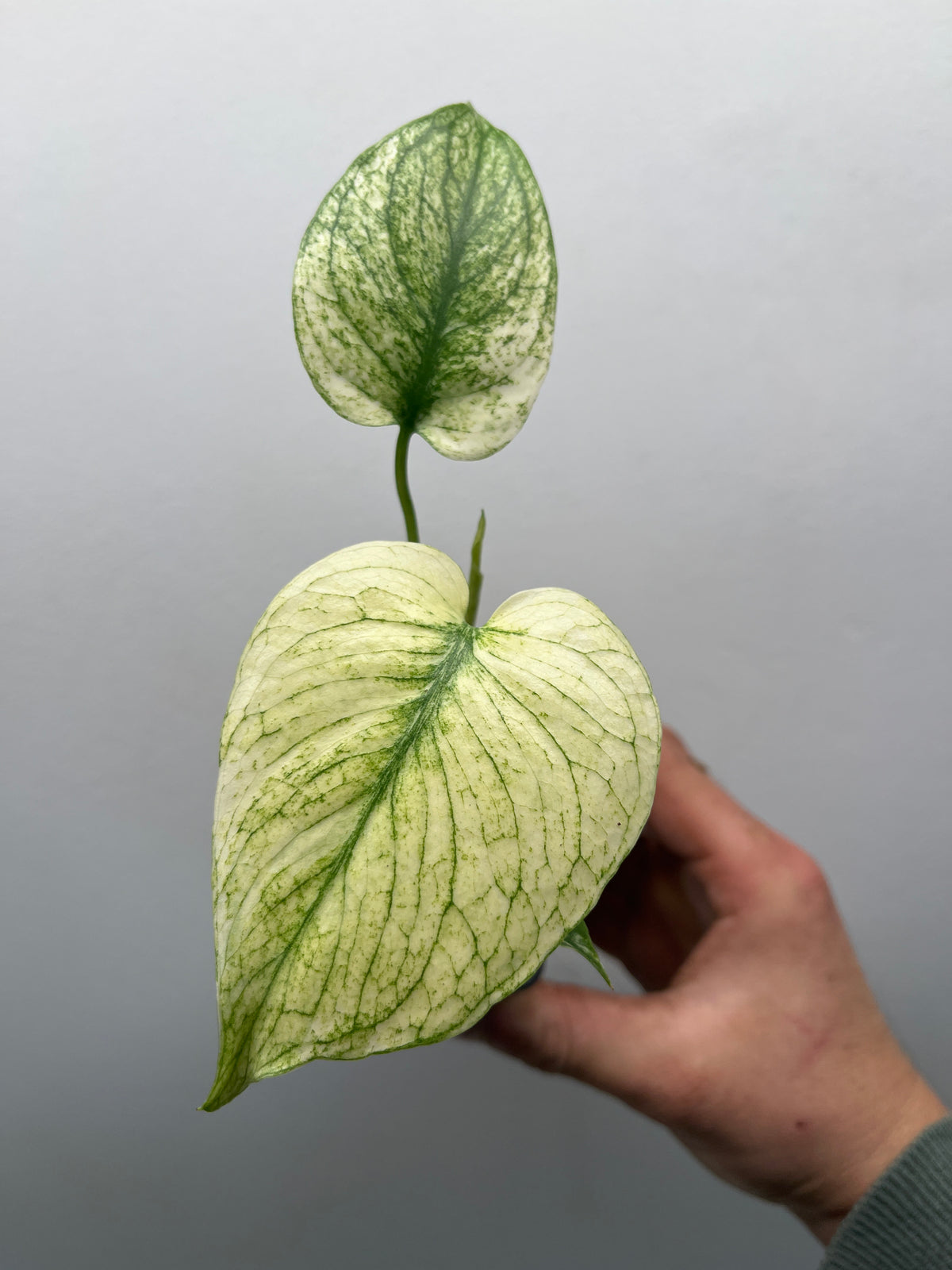 Monstera Deliciosa White Monster - Rare Variegated Monstera