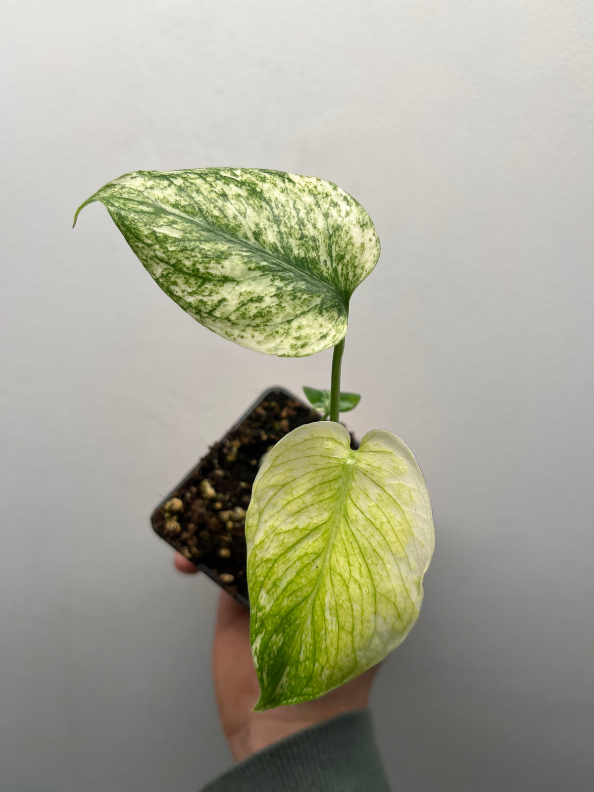 Monstera Deliciosa White Monster - Rare Variegated Monstera