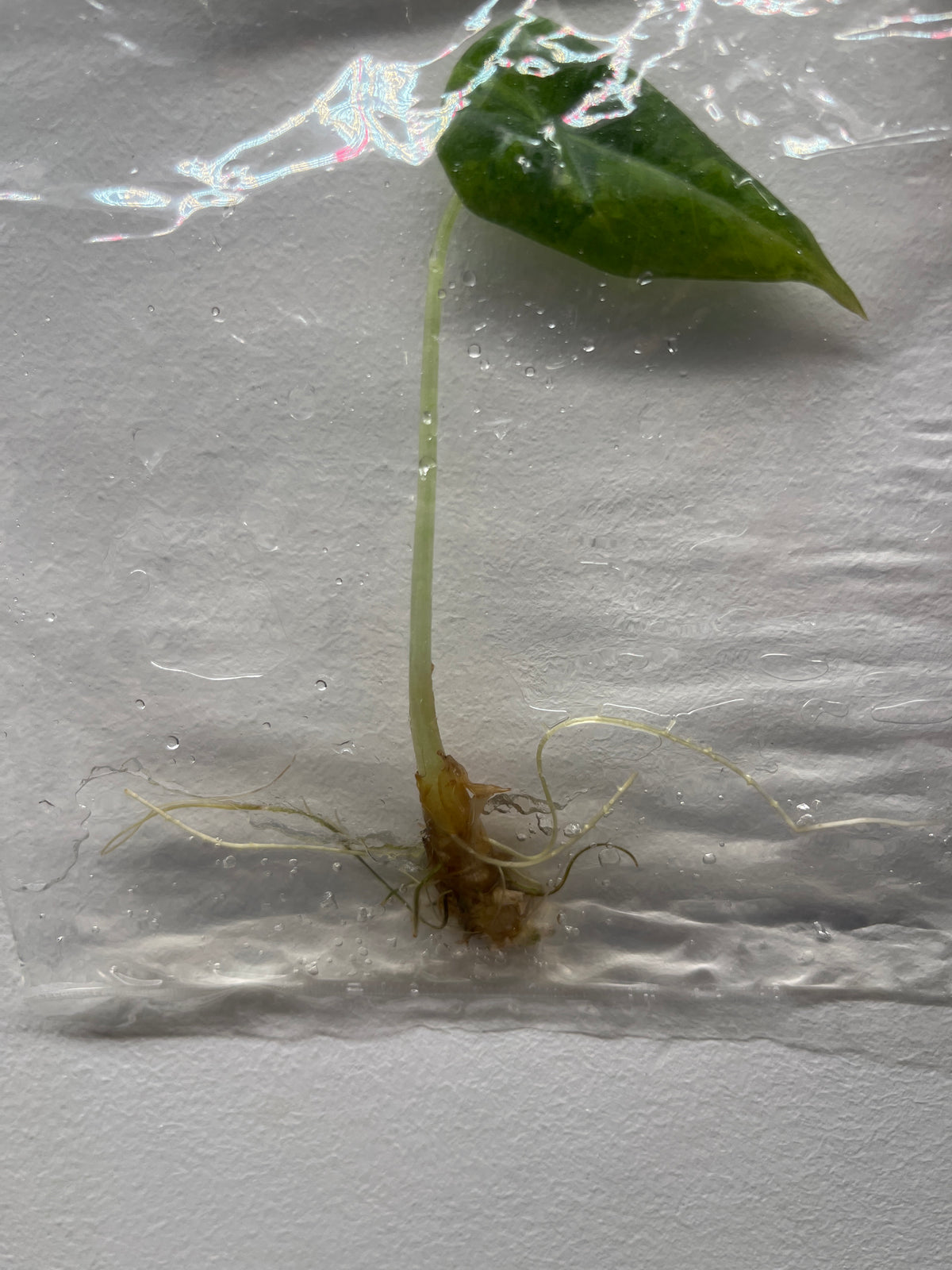 Alocasia Maharani Aurea Variegated - Rare TC Plant
