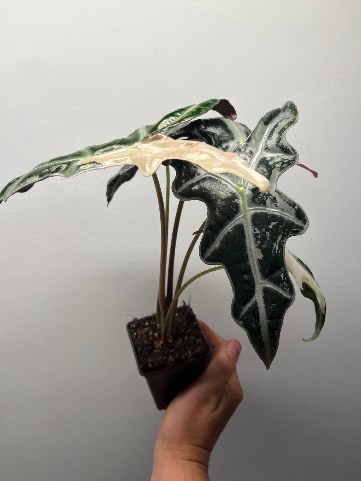 Alocasia Sanderiana 'Nobilis' Pink Variegated - Rare Aroid #1