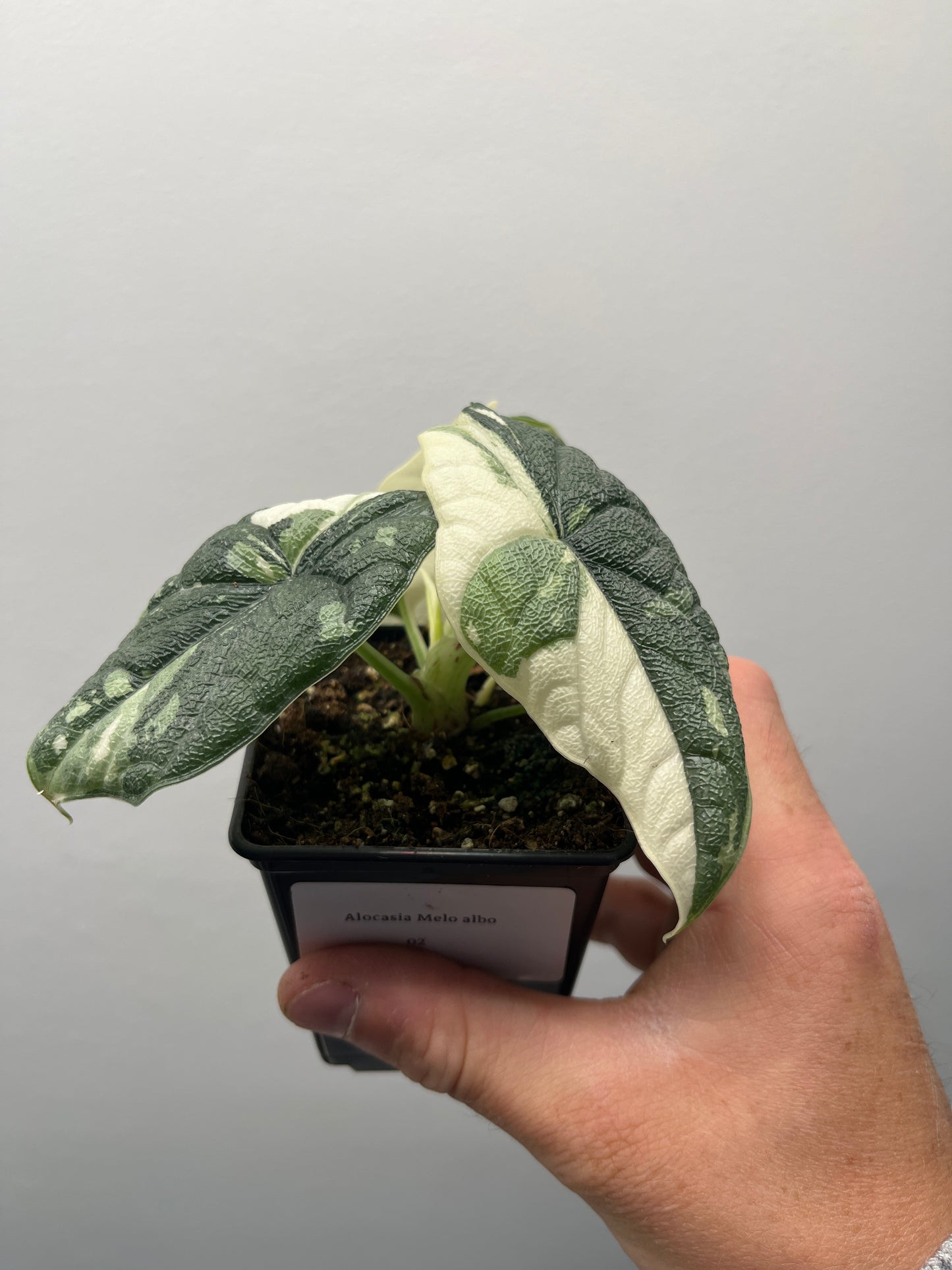 Alocasia Melo albo variegated #2