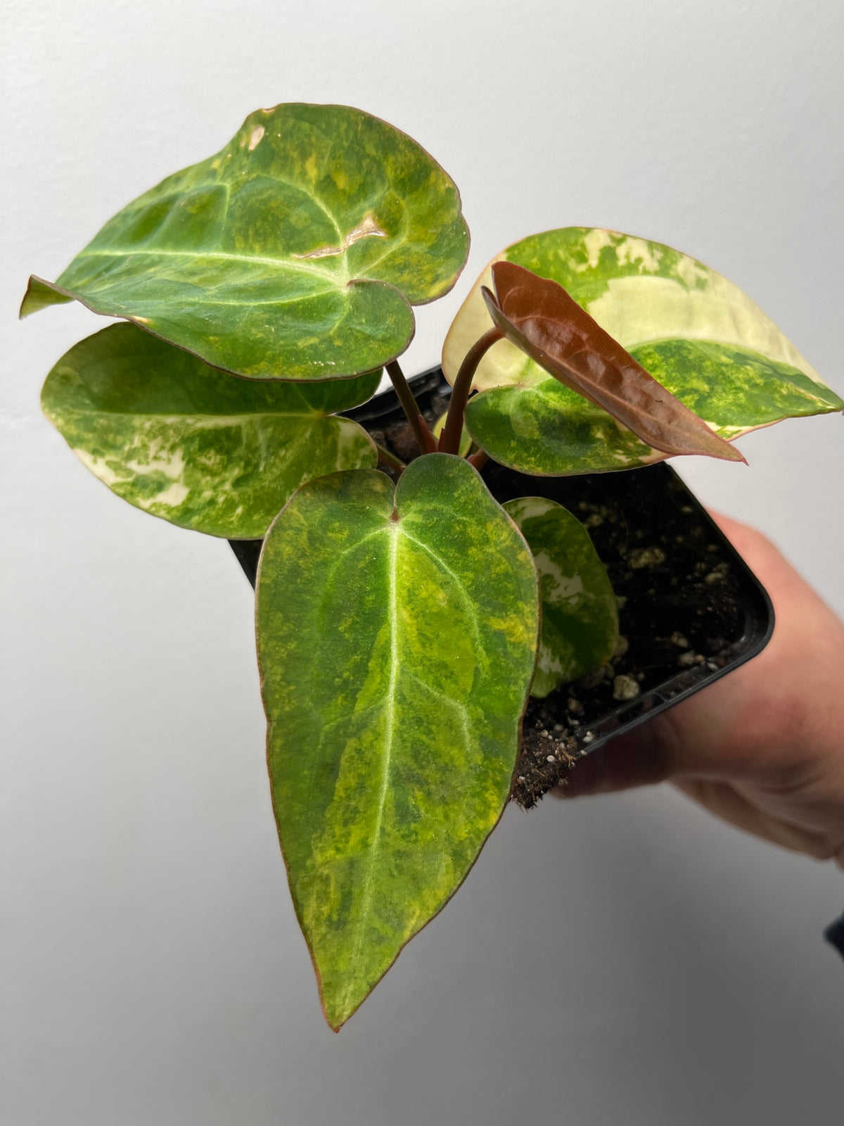 Anthurium Fwooper x Carlablackiae Variegated - Rare Hybrid Plant #2
