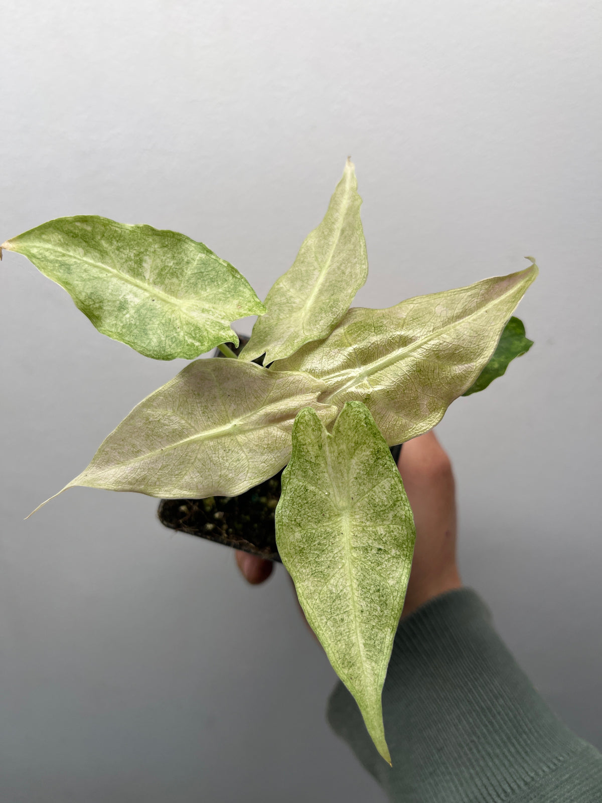 Alocasia Black Satun Stardust Variegated - Rare Aroid