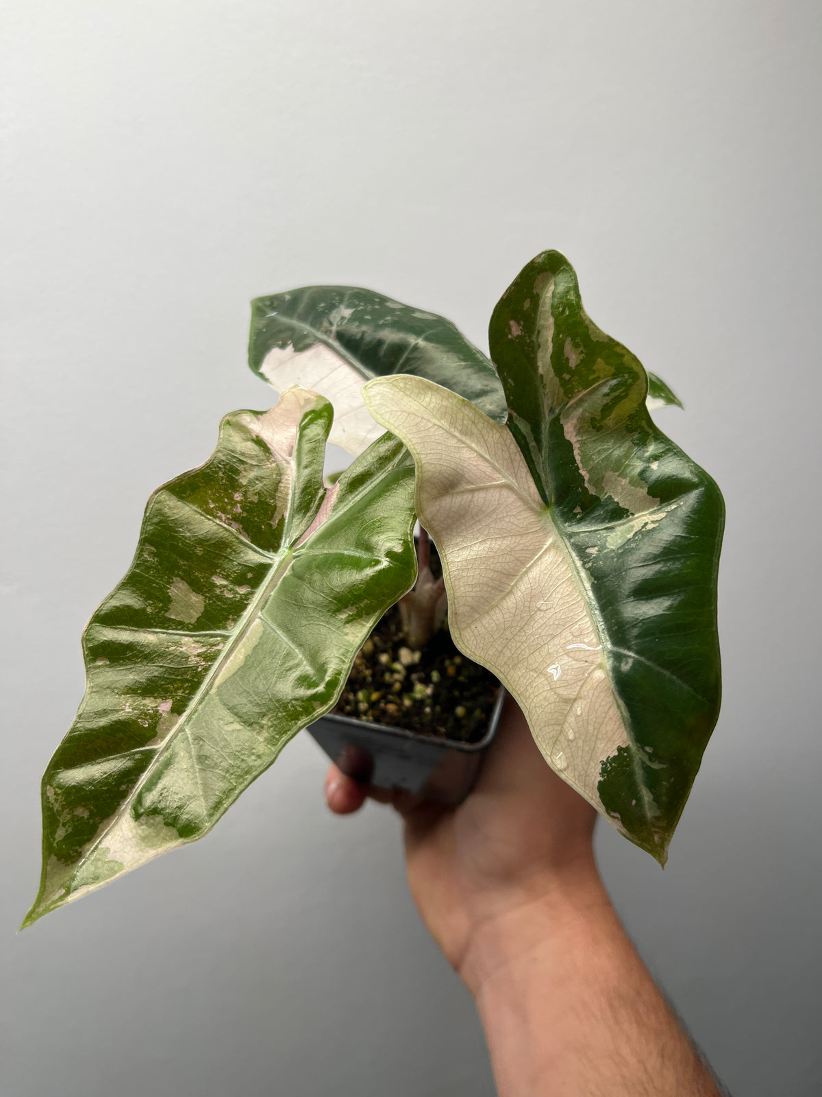 Alocasia Pseudo Sanderiana Pink Variegated - Rare Aroid #2