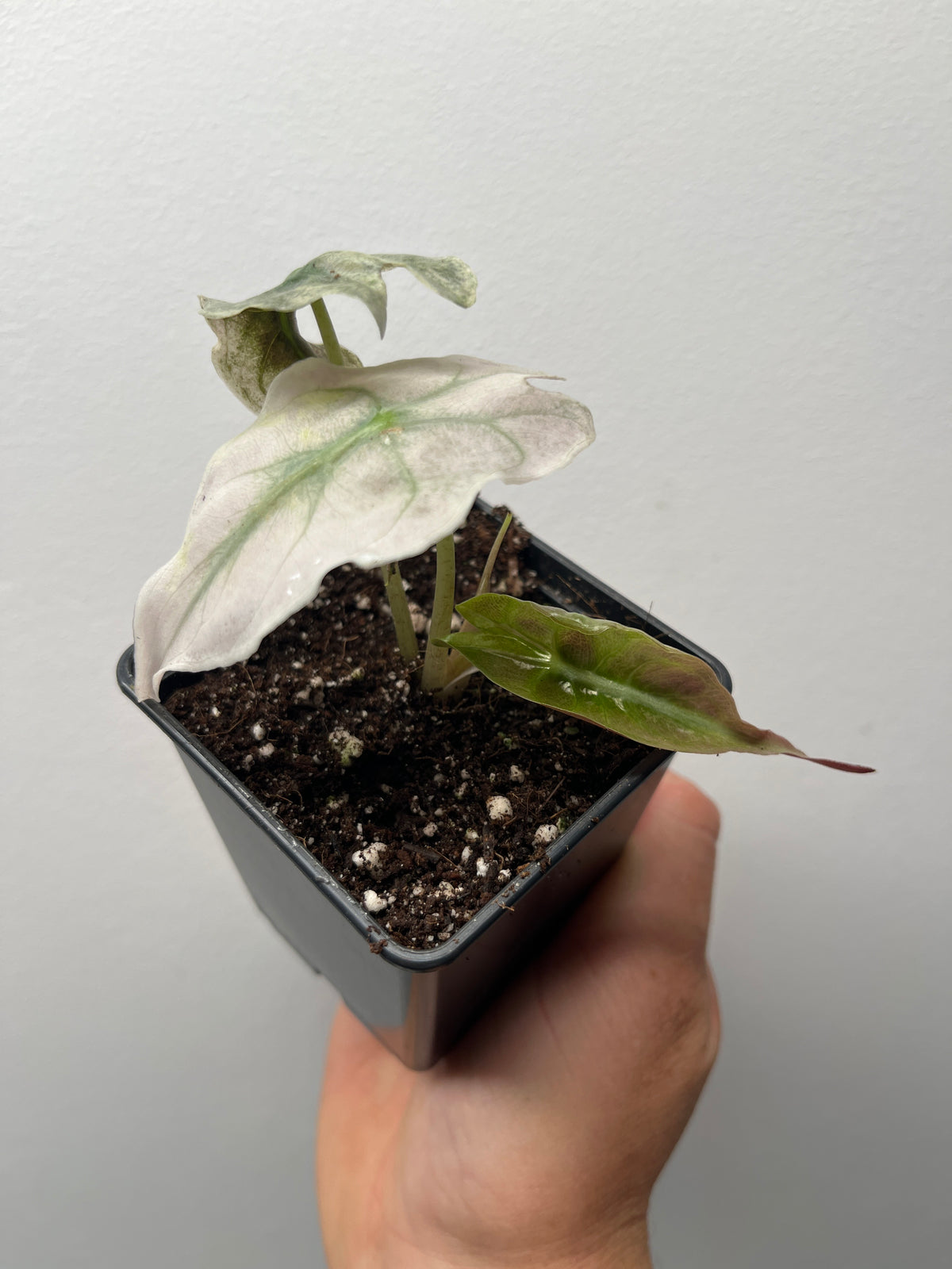 Alocasia Venom Pink/Albo Variegated - Rare Aroid #1