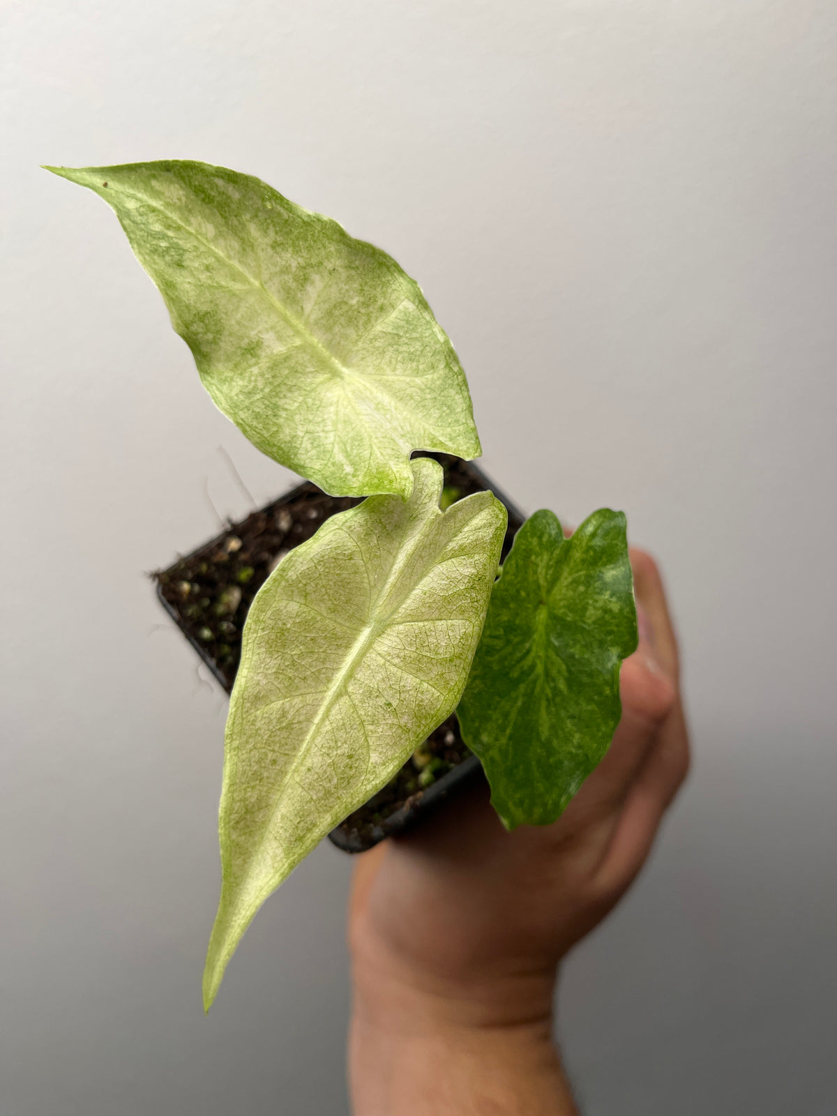 Alocasia Black Satun Stardust Variegated - Rare Aroid