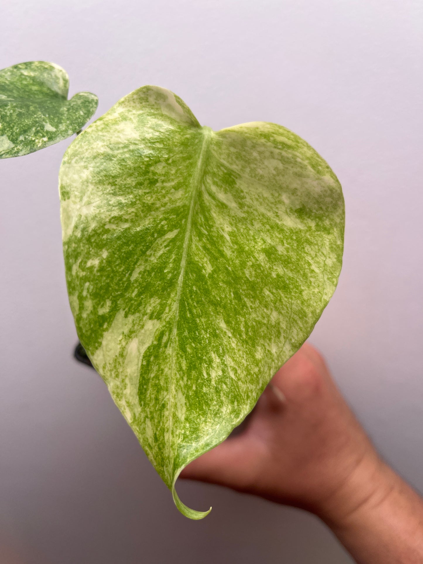 Monstera Legacy #1