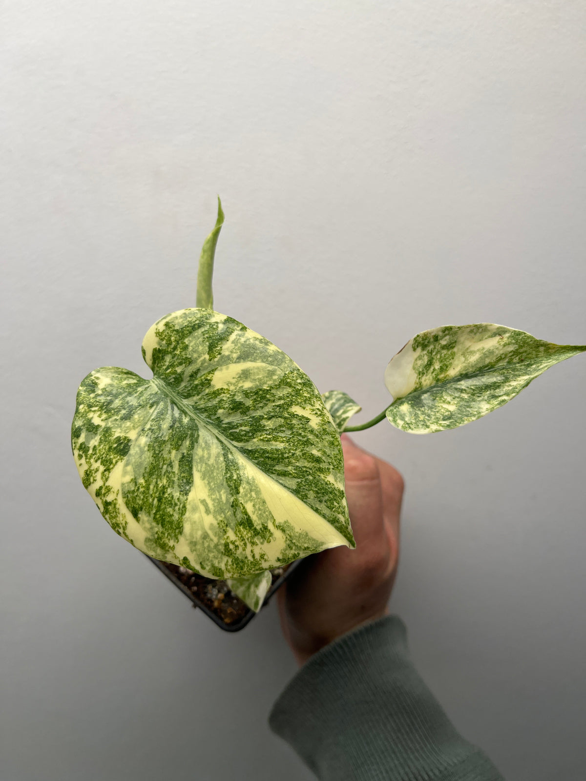Monstera Deliciosa Green Snow - Rare Variegated Monstera