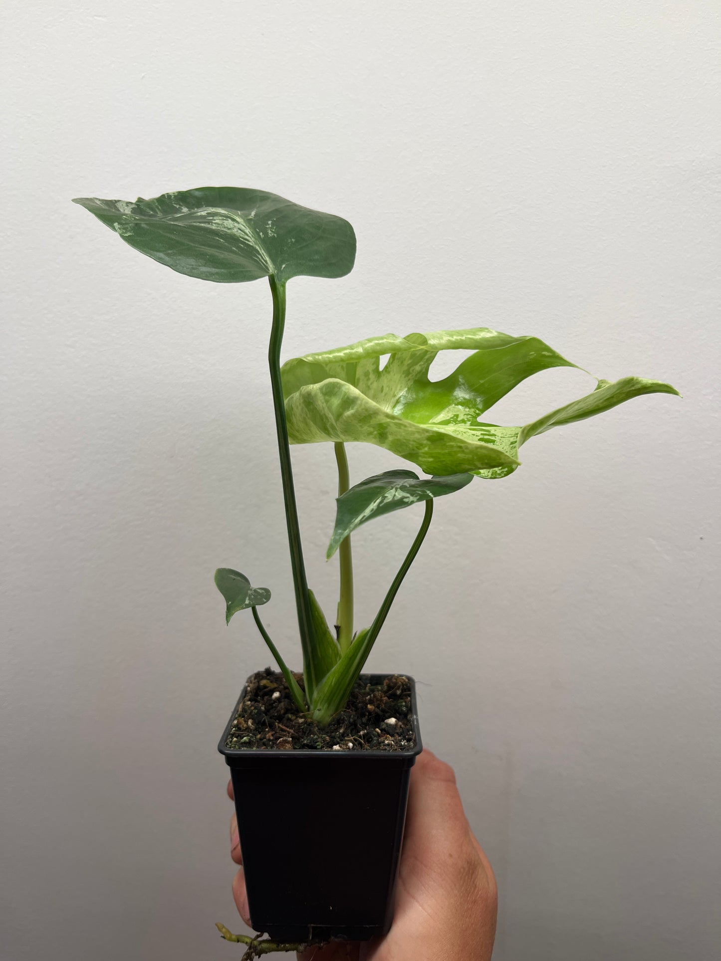 Monstera Deliciosa Bulbasaur