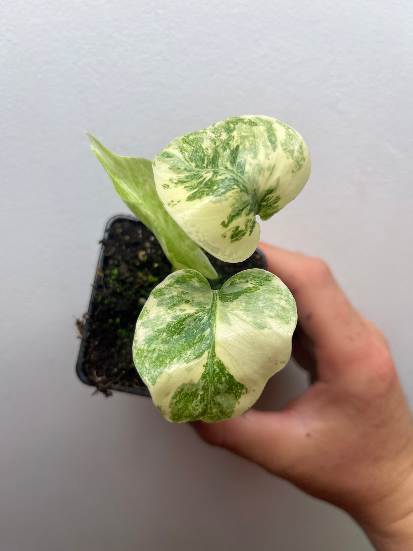 Monstera Legacy #2